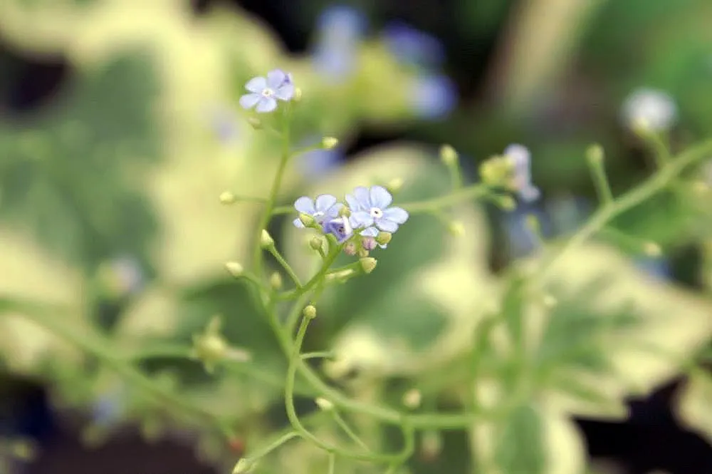 Variegated Siberian Bugloss (Brunnera Macrophylla 'Variegata') — This Variegated Siberian Bugloss blooms clusters of forget-me-not-like, sky-blue flowers in