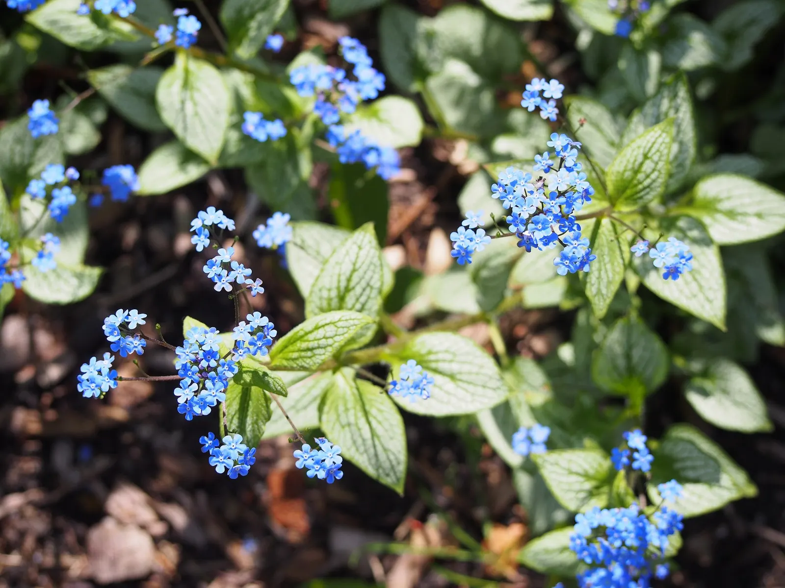 Variegated Siberian Bugloss (Brunnera Macrophylla 'Variegata') — providing continuous interest even after blooms fade.<br><br>For optimal growth