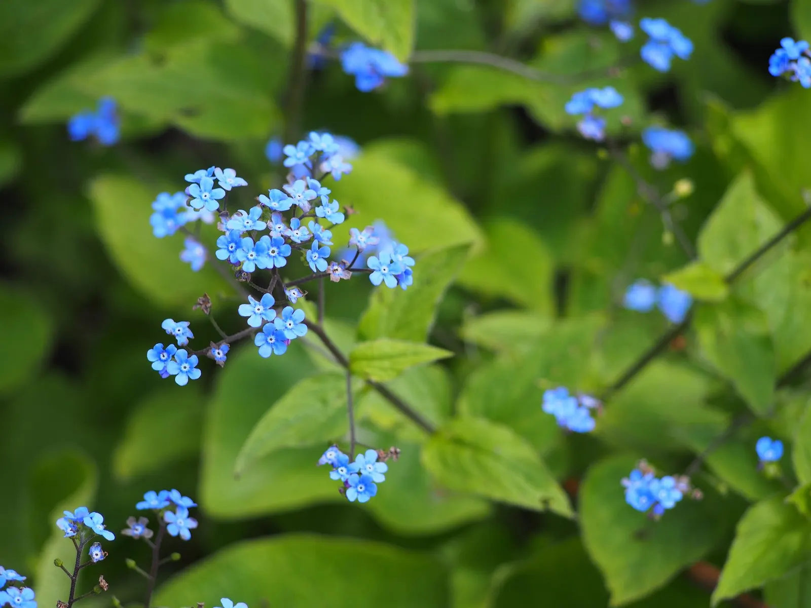 Variegated Siberian Bugloss (Brunnera Macrophylla 'Variegata') — The leaves can grow up to 5 to 7 inches in width