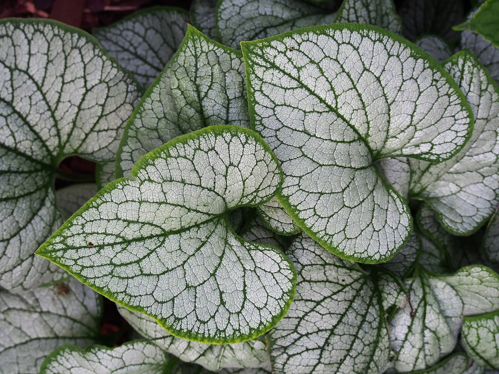 Variegated Siberian Bugloss (Brunnera Macrophylla 'Variegata') — Its variegated leaves also complement well with solid-colored foliage plants