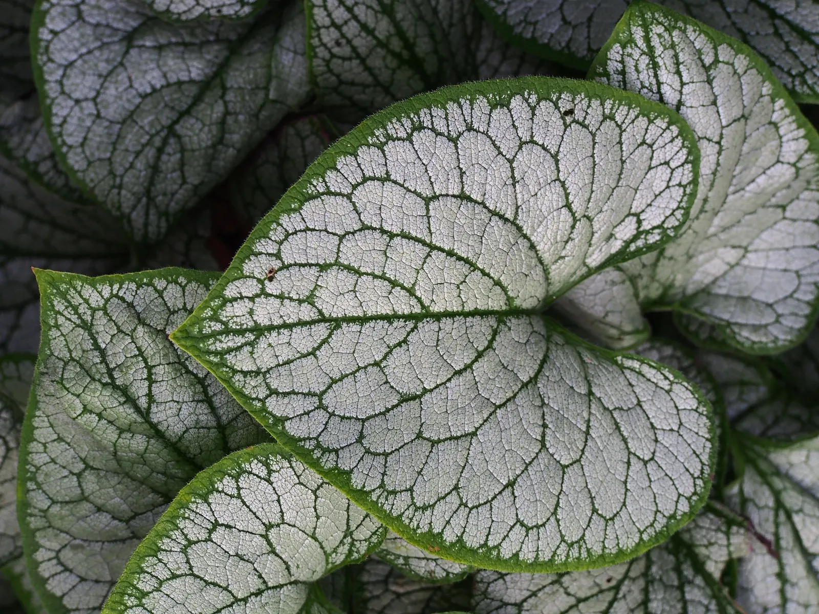 Variegated Siberian Bugloss (Brunnera Macrophylla 'Variegata') — allowing landscape designers to create depth and interest in shade garden compositions