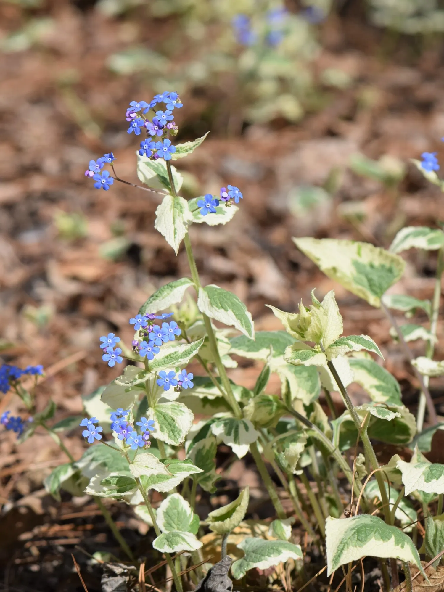Variegated Siberian Bugloss (Brunnera Macrophylla 'Variegata') — adding significant visual interest and texture to the landscape.<br><br>During the spring
