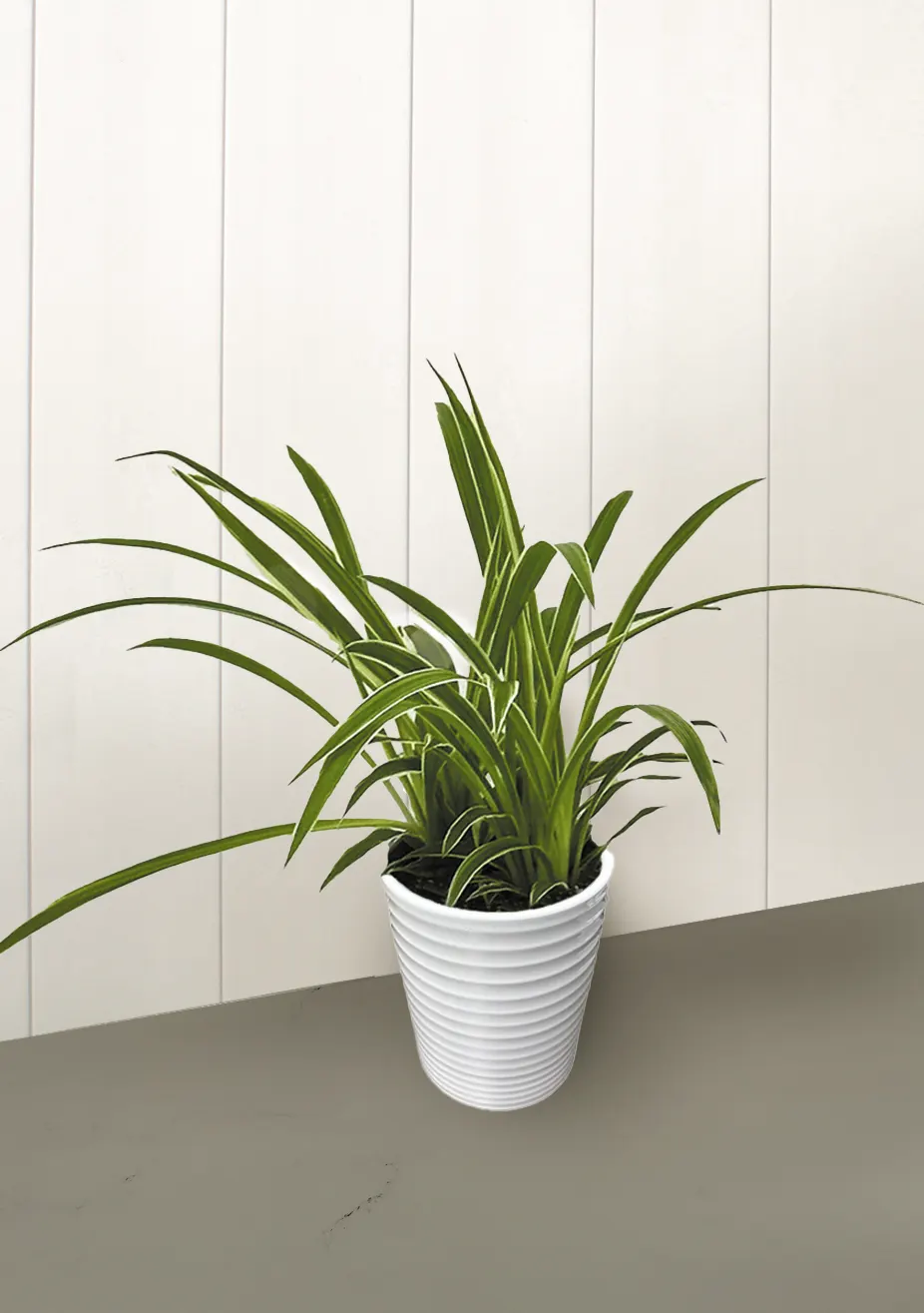 Pixie Punk™ Spider Plant (Chlorophytum comosum) — The Chlorophytum comosum is a compact spider plant with mounded