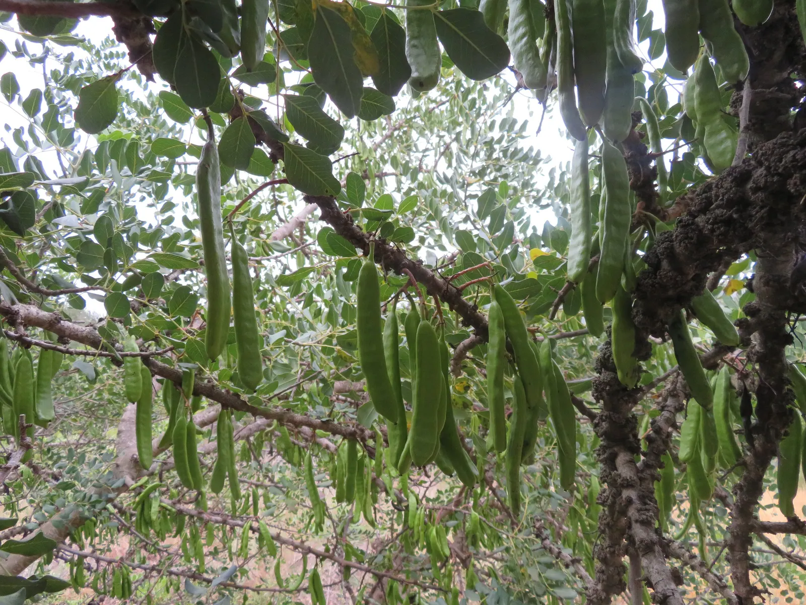 Carob Tree (Ceratonia Siliqua) — These sweet-tasting pods are not only edible but historically served as an important food source; offering year-round visual