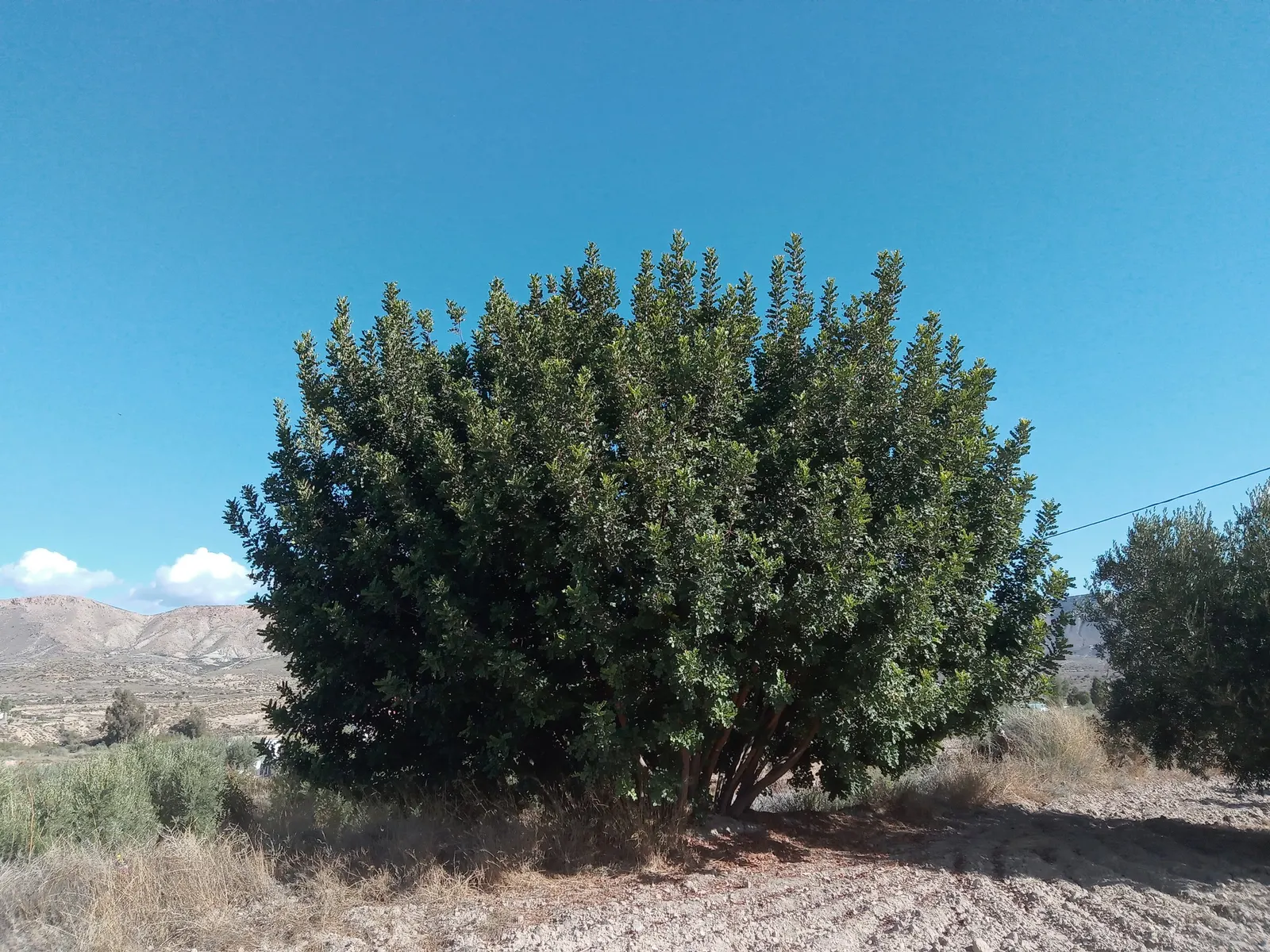 Carob Tree (Ceratonia Siliqua) — offering year-round visual interest; the Carob Tree presents as a stately feature