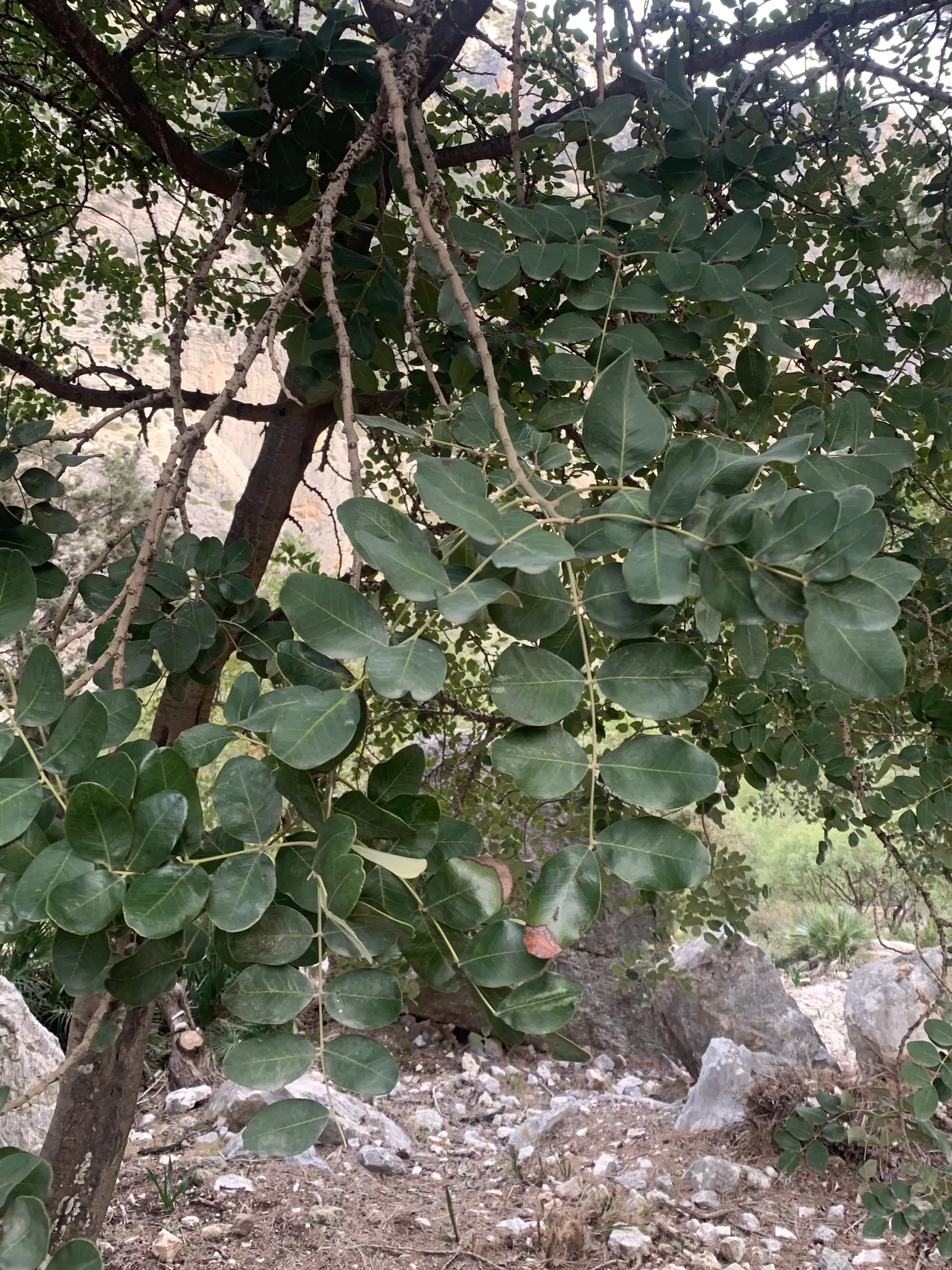 Carob Tree (Ceratonia Siliqua) — It requires a well-drained site; the Carob Tree is also renowned for its lengthy, image 76
