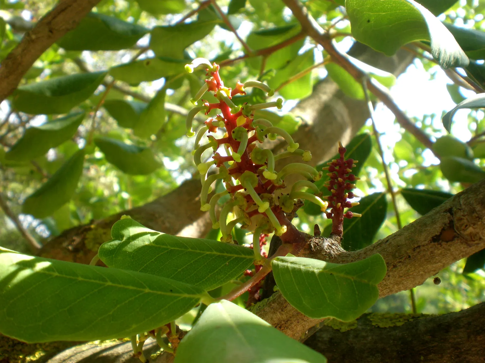 Carob Tree (Ceratonia Siliqua) — rounded silhouette for public and private landscapes; tree for full or half, image 69