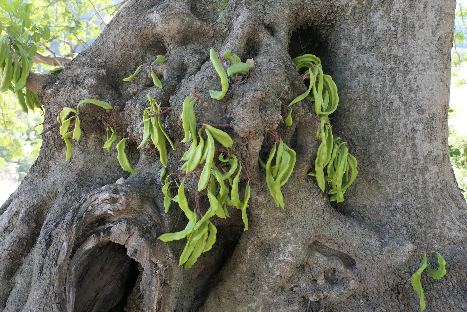 Carob Tree (Ceratonia Siliqua) — the Carob is predominantly dioecious; hence it's an ideal choice for xeriscaping.<br><br>Recognized by its compound