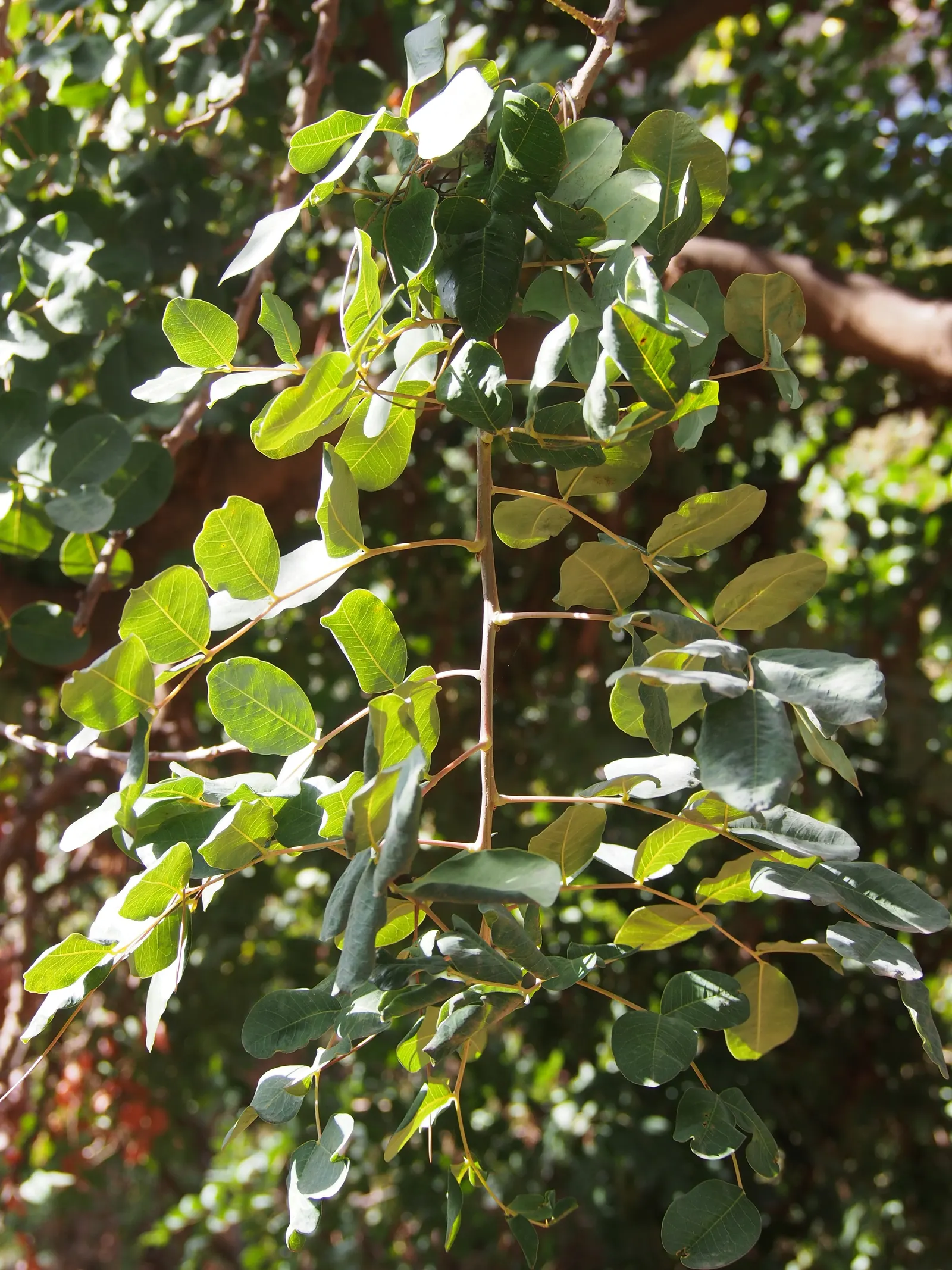 Carob Tree (Ceratonia Siliqua) — providing ample shade during hot summers; this evergreen can reach up to 55 feet in height with a canopy extending to