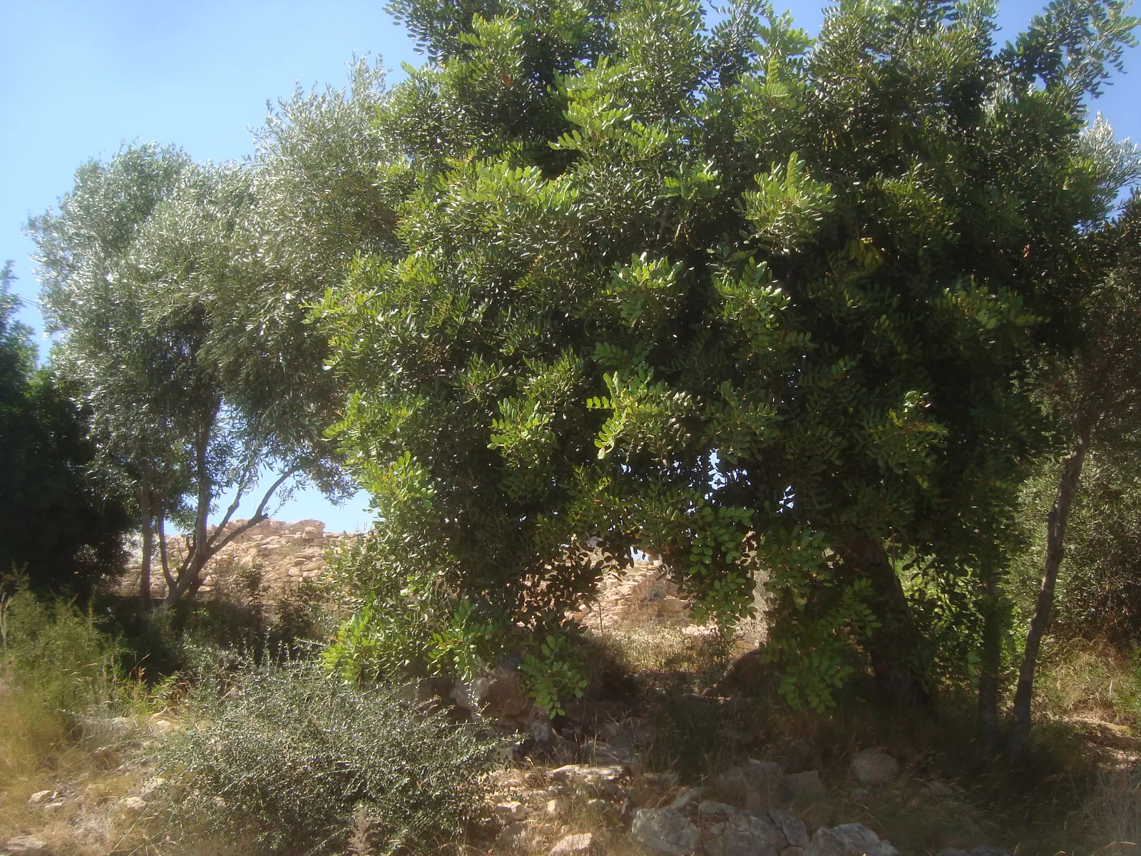 Carob Tree (Ceratonia Siliqua) — tree with red blooms; requiring both male and female trees for pod production