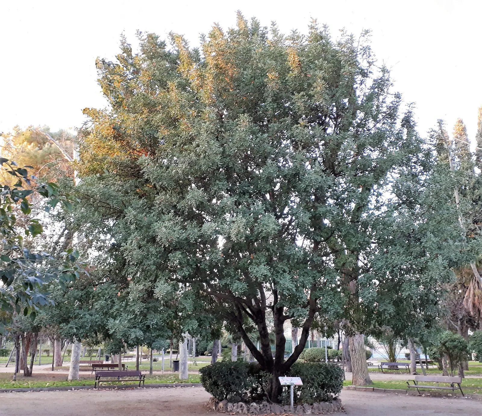 Carob Tree (Ceratonia Siliqua) — earthy flavor profile.<br><br>Dispensing fragrant; native to the Mediterranean region