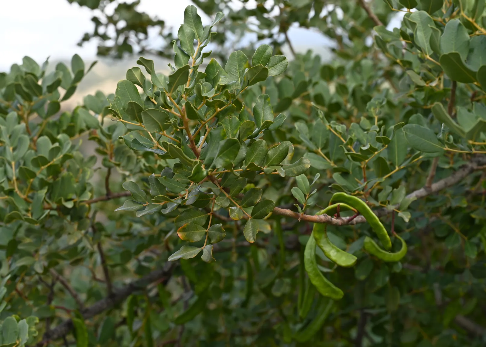 Carob Tree (Ceratonia Siliqua) — The Carob Tree (Ceratonia siliqua); hailed for its resilience and ornamental qualities, image 70