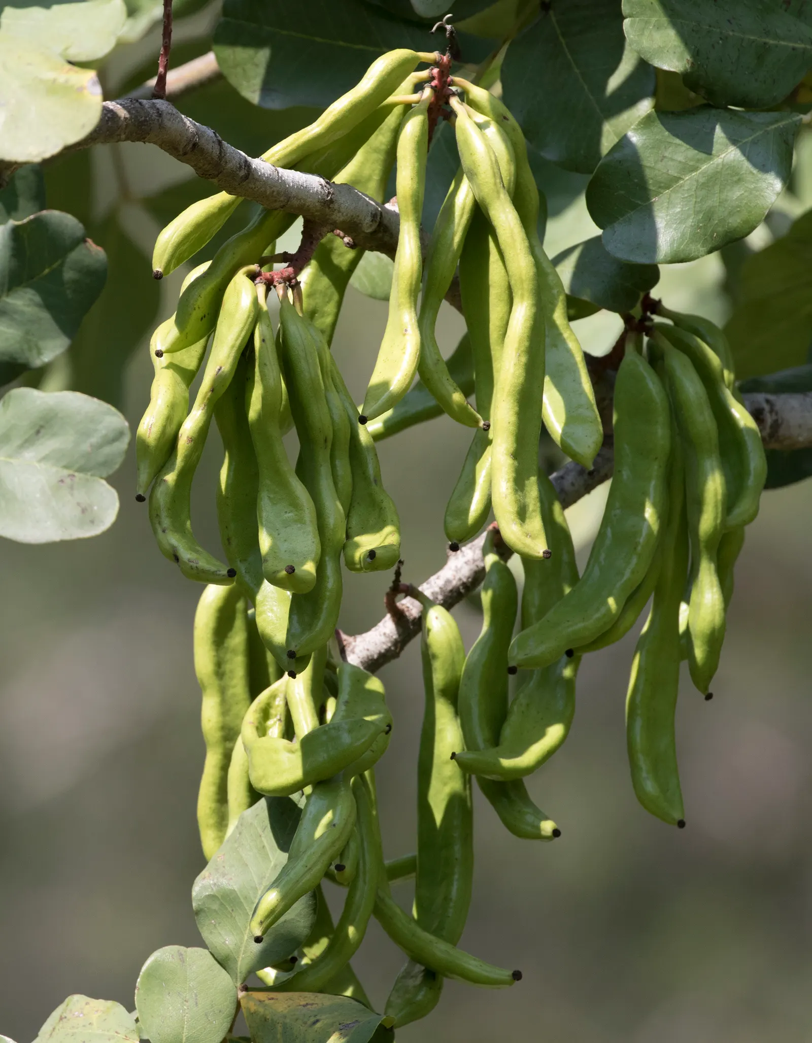 Carob Tree (Ceratonia Siliqua) — is a splendid choice for a sustainable and picturesque garden; the Carob is predominantly dioecious