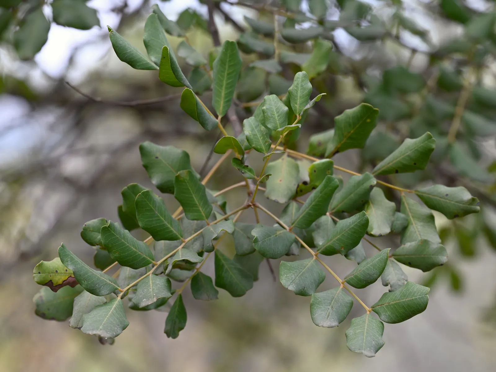 Carob Tree (Ceratonia Siliqua) — hence it's an ideal choice for xeriscaping.<br><br>Recognized by its compound; thriving in sandy or loamy soils