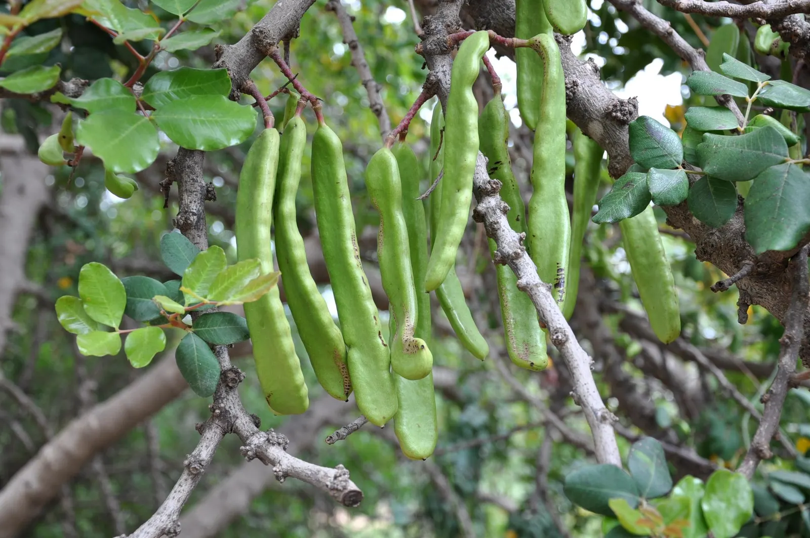 Carob Tree (Ceratonia Siliqua) — are known to be a chocolate substitute due to their rich; it tolerates various soils, thrives in full sun, and withstands