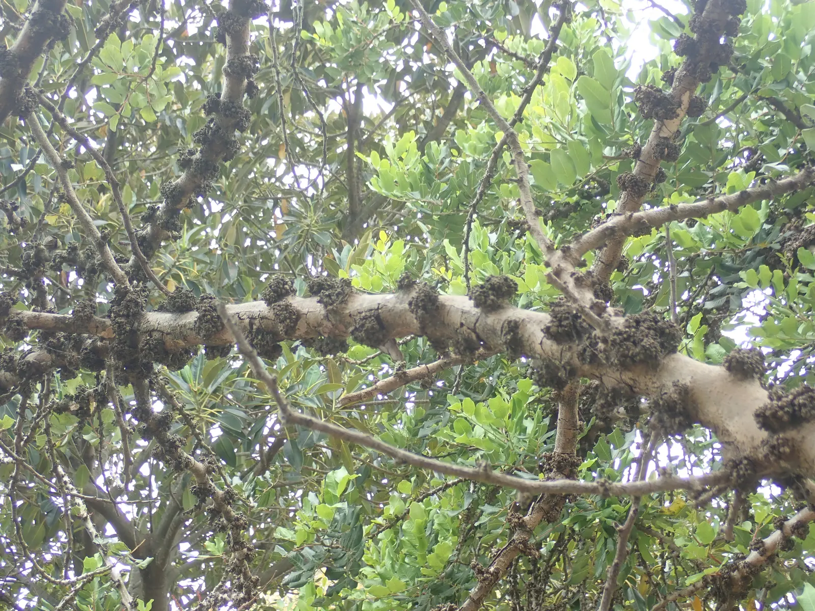Carob Tree (Ceratonia Siliqua) — this evergreen can reach up to 55 feet in height with a canopy extending to approximately 30 feet in width; glossy, compound