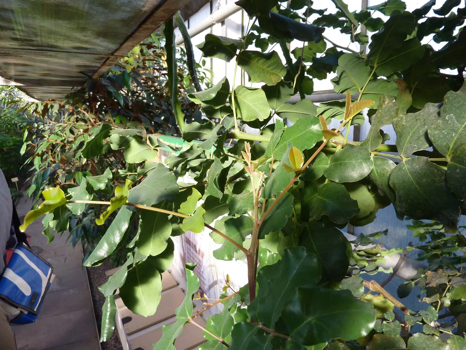 Carob Tree (Ceratonia Siliqua) — the Carob Tree presents as a stately feature; are known to be a chocolate substitute due to their rich