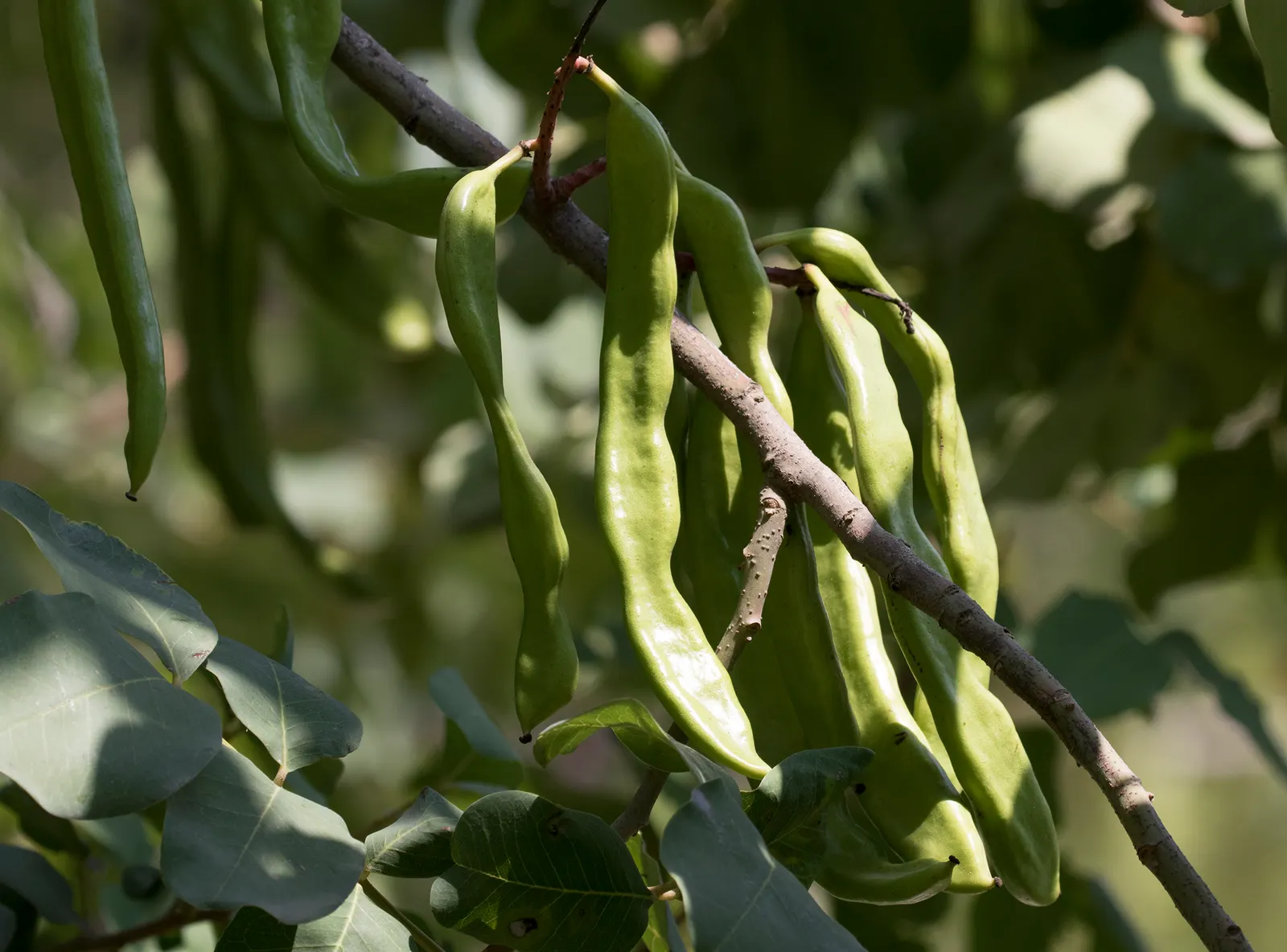 Carob Tree (Ceratonia Siliqua) — rounded silhouette for public and private landscapes; tree for full or half