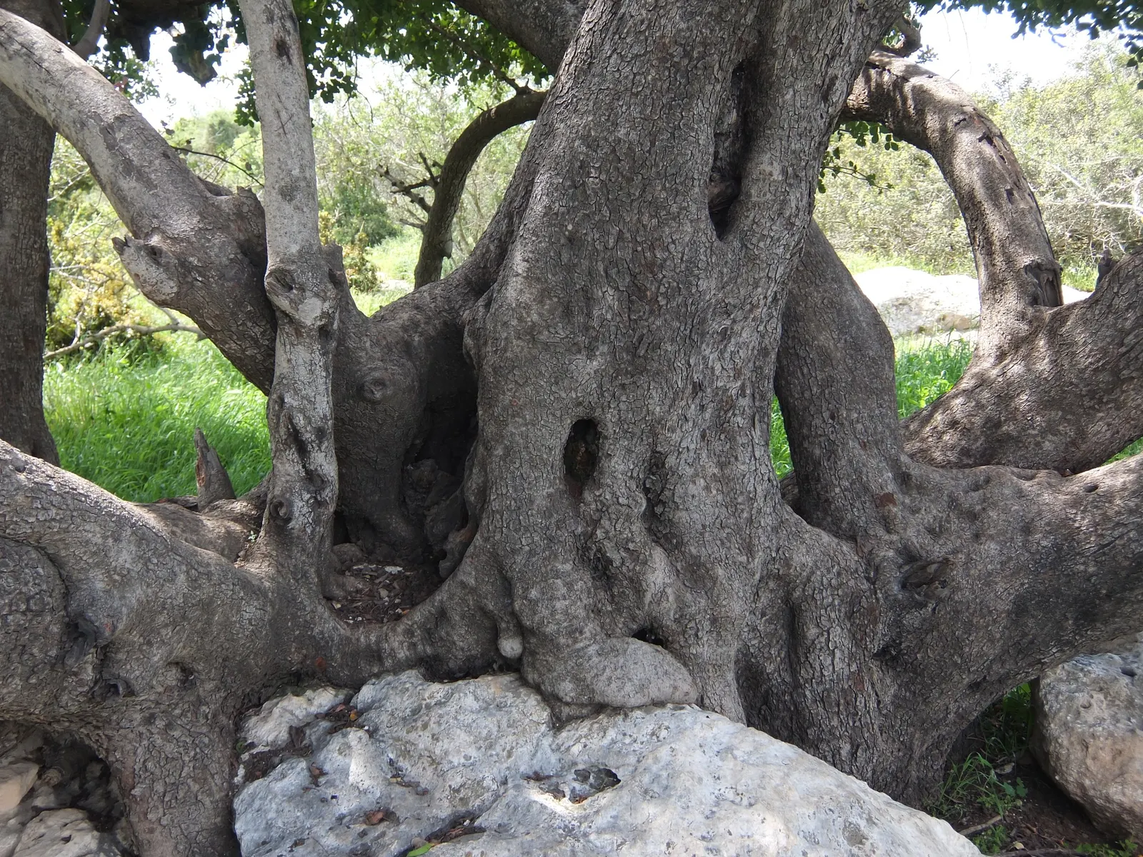 Carob Tree (Ceratonia Siliqua) — It tolerates various soils, thrives in full sun, and withstands droughts, making it ideal for arid climates, image 66