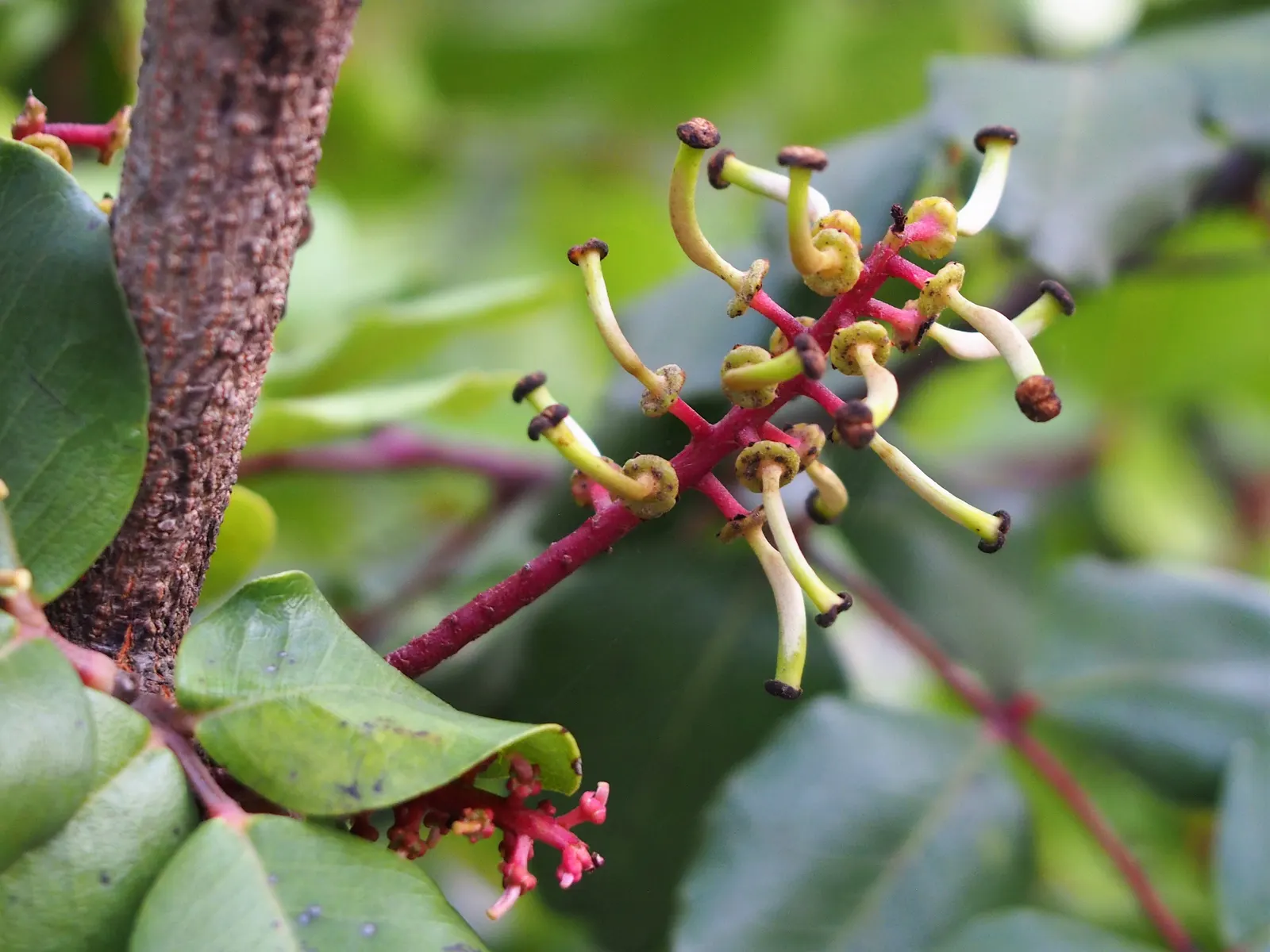 Carob Tree (Ceratonia Siliqua) — this evergreen can reach up to 55 feet in height with a canopy extending to approximately 30 feet in width, image 74