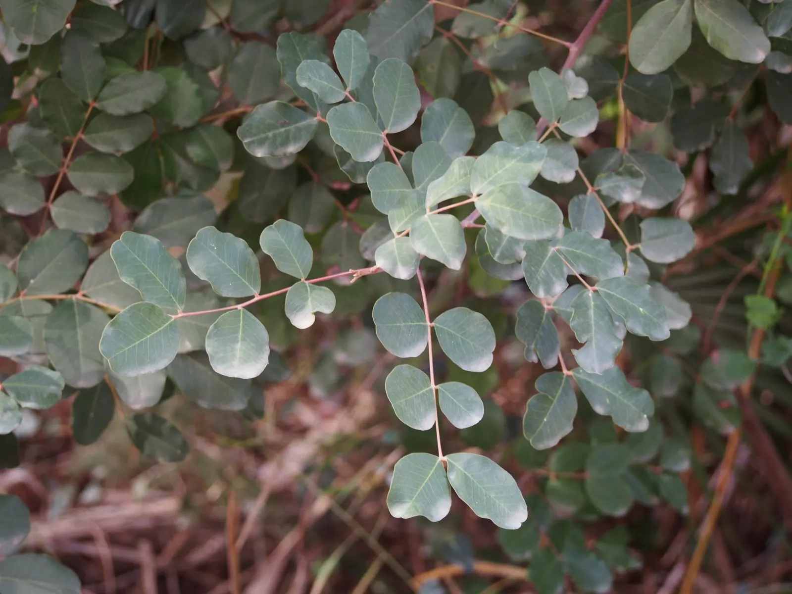 Carob Tree (Ceratonia Siliqua) — tree for full or half; its low maintenance requirements make it an attractive option for gardeners seeking sustainable beauty