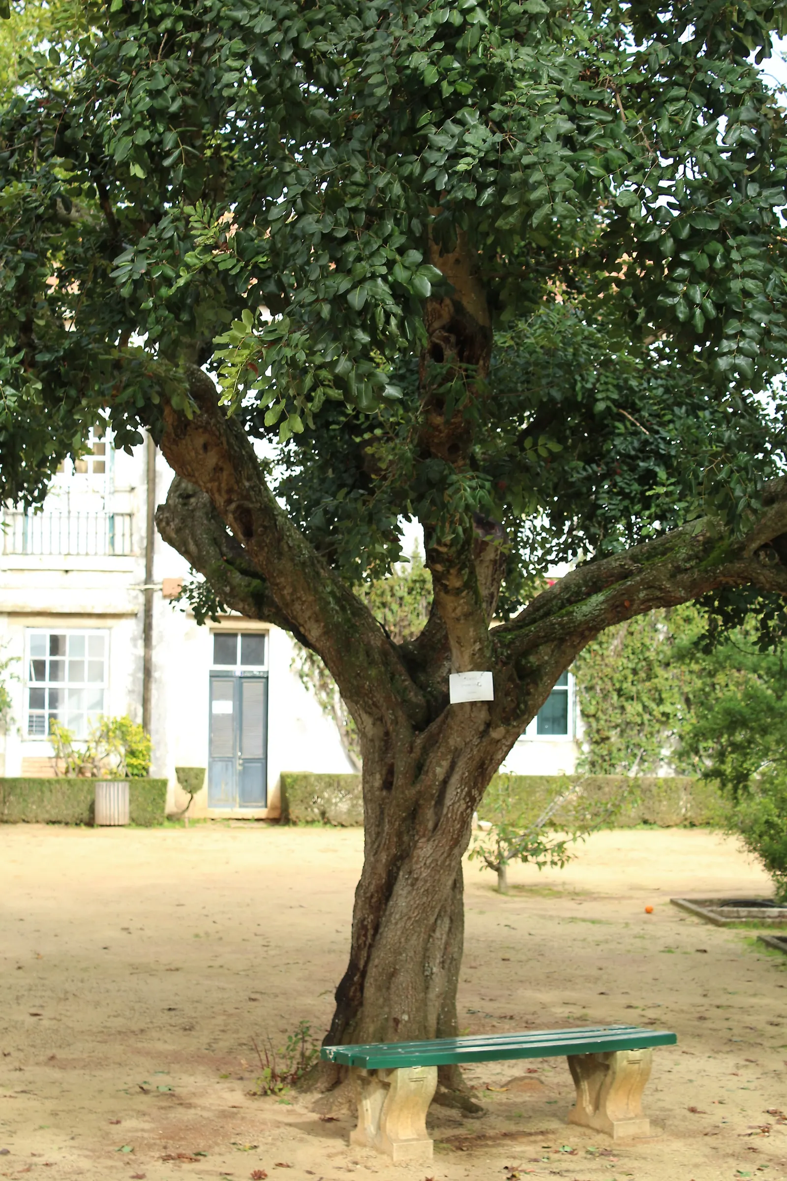 Carob Tree (Ceratonia Siliqua) — providing ample shade during hot summers; this evergreen can reach up to 55 feet in height with a canopy extending, image 75