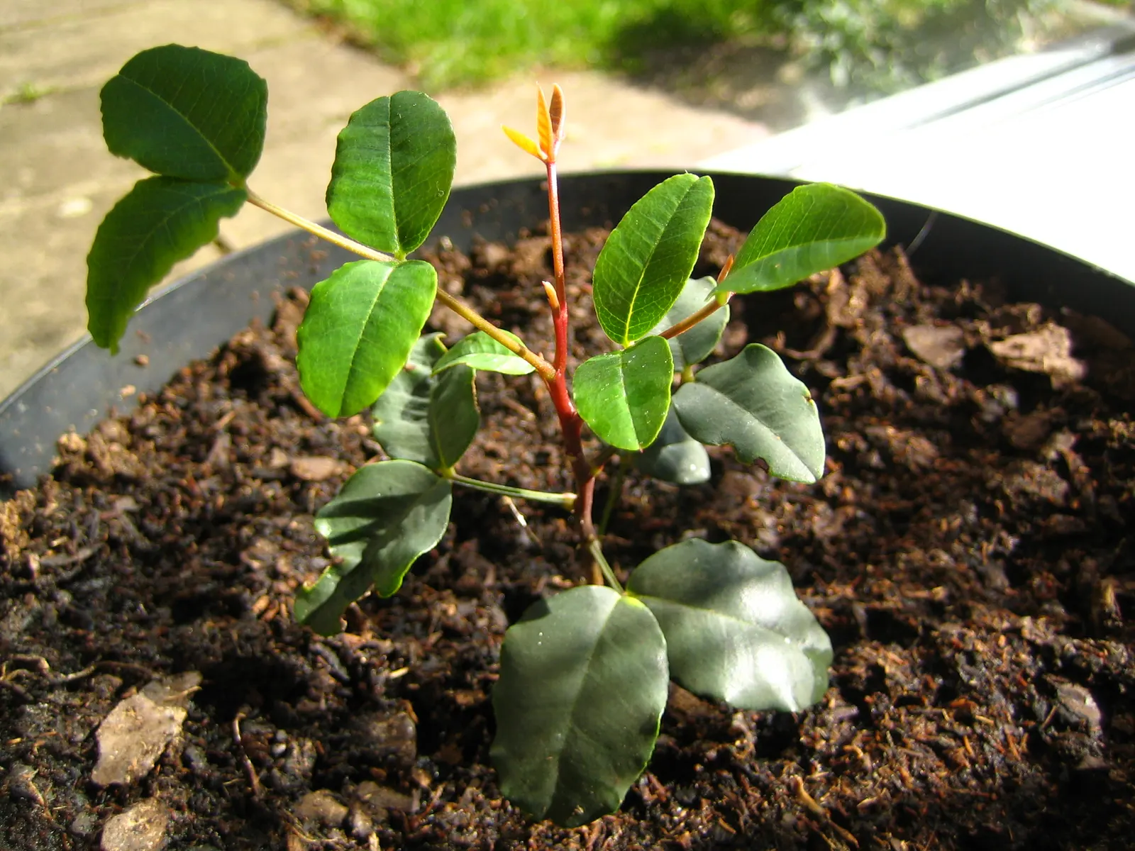 Carob Tree (Ceratonia Siliqua) — is a splendid choice for a sustainable and picturesque garden; the Carob is predominantly dioecious, image 72