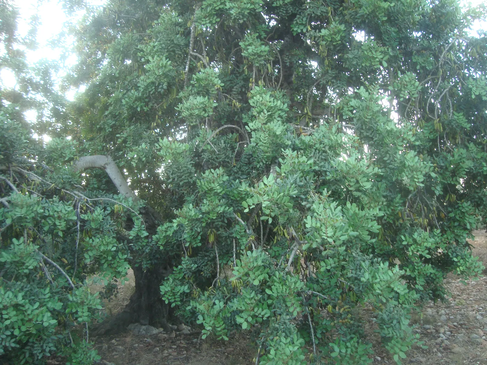 Carob Tree (Ceratonia Siliqua) — The Carob Tree (Ceratonia siliqua); hailed for its resilience and ornamental qualities