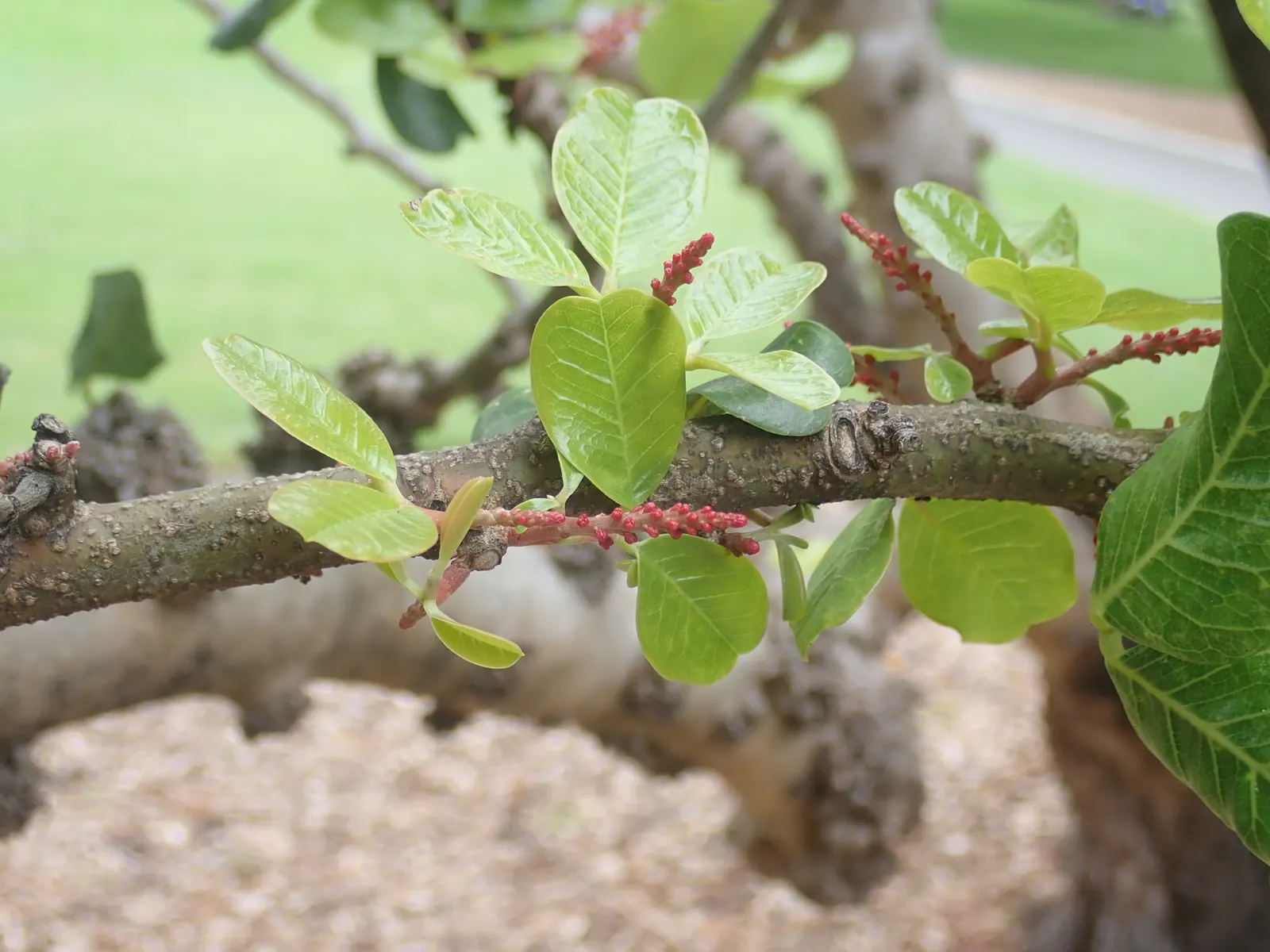 Carob Tree (Ceratonia Siliqua) — thriving in sandy or loamy soils; rounded crown serves as habitat and food for local wildlife
