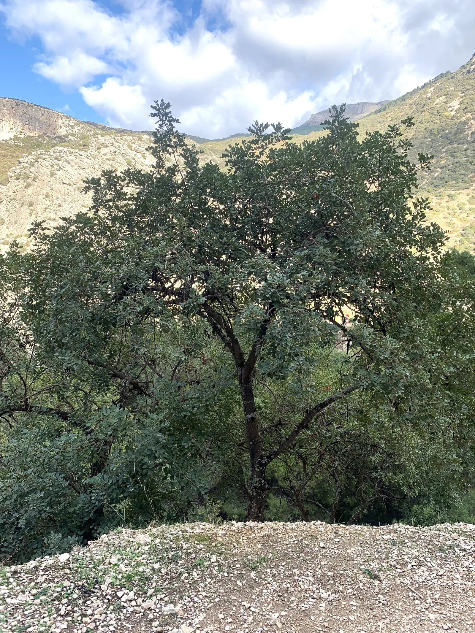 Carob Tree (Ceratonia Siliqua) — It is well-suited to large open spaces, parks, or as a distinctive street tree; the Carob Tree (Ceratonia siliqua), a robust