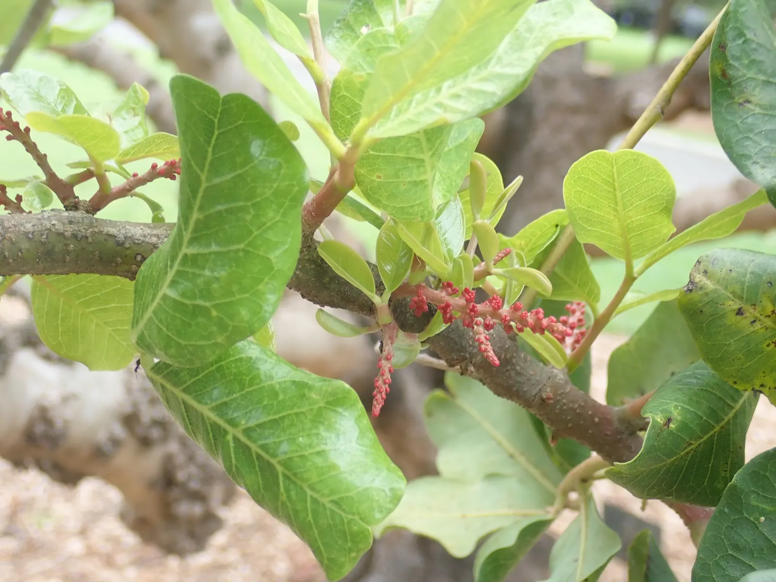 Carob Tree (Ceratonia Siliqua) — and exhibits high drought tolerance once established; the Carob Tree (Ceratonia siliqua)