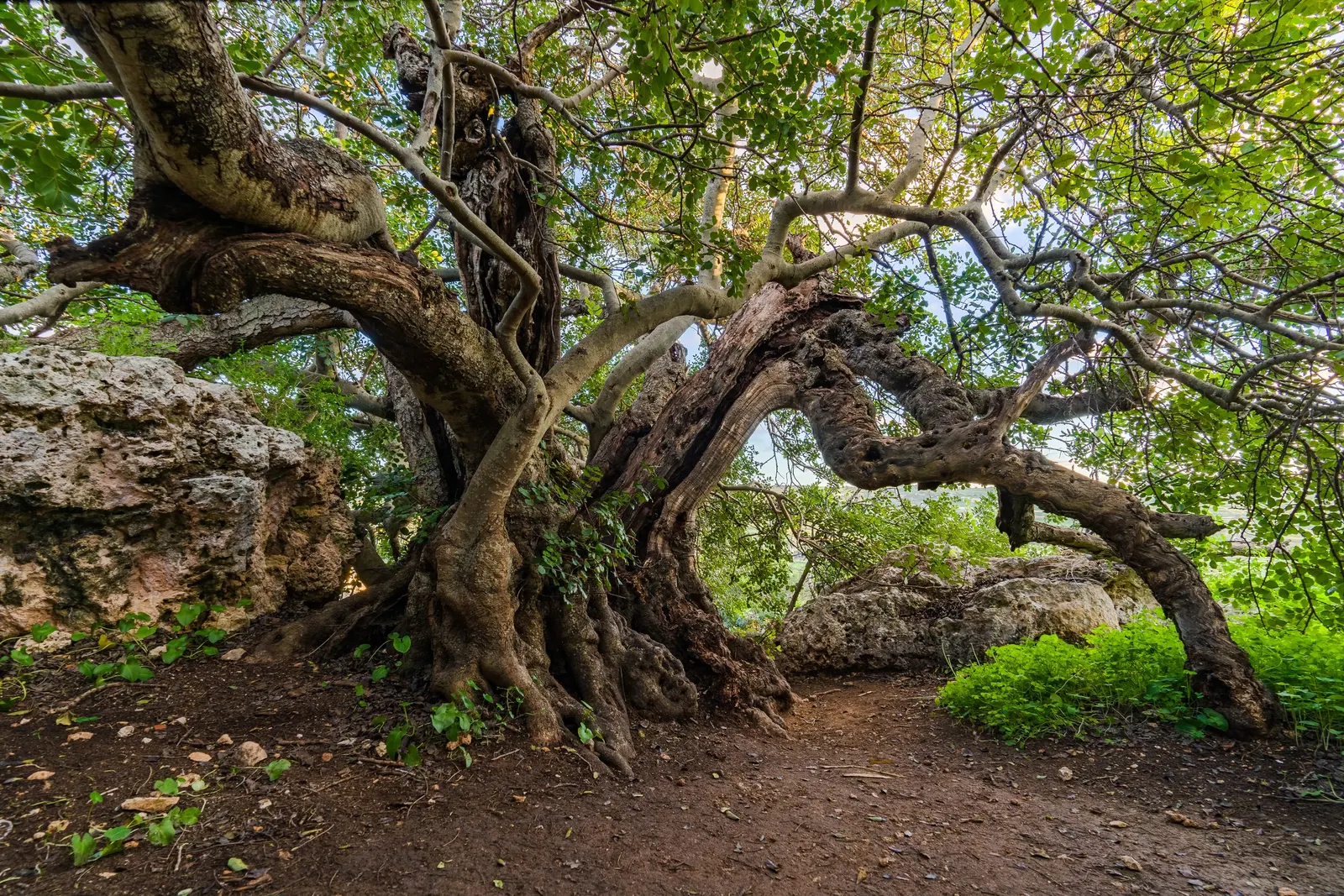 Carob Tree (Ceratonia Siliqua) — rounded crown serves as habitat and food for local wildlife; rounded silhouette for public and private landscapes