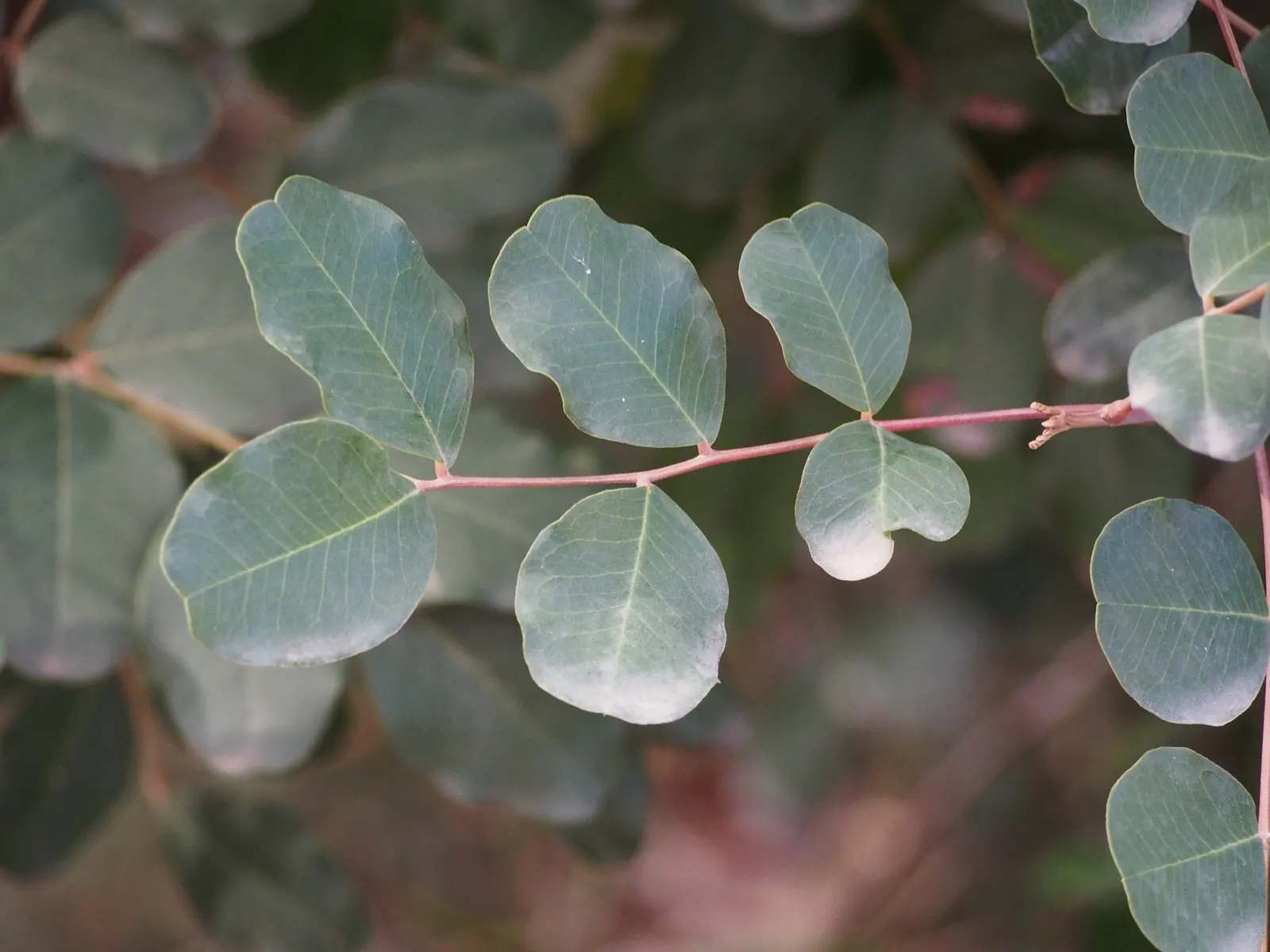 Carob Tree (Ceratonia Siliqua) — The Carob Tree (Ceratonia siliqua), a robust evergreen, reaches heights of 30-50 feet; offering dense shade and an, image 65