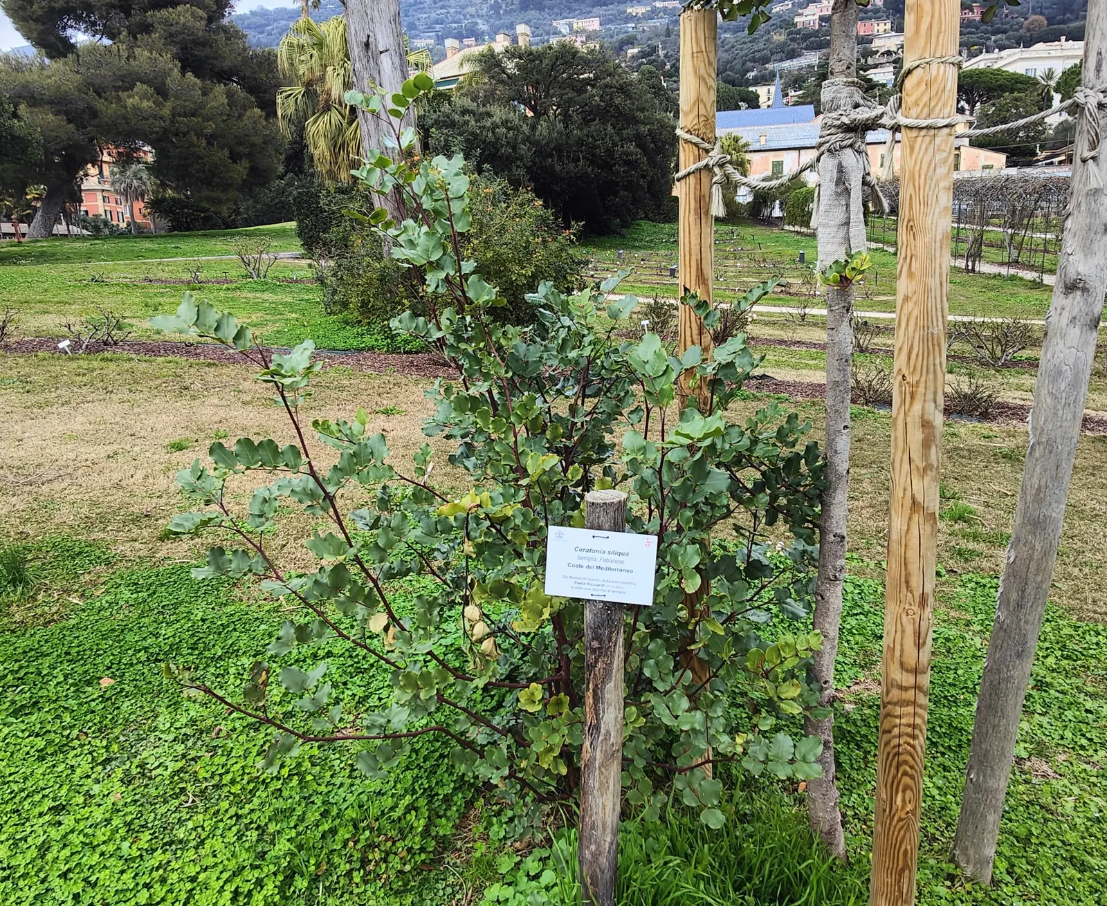 Carob Tree (Ceratonia Siliqua) — red flowers in the garden; and exhibits high drought tolerance once established