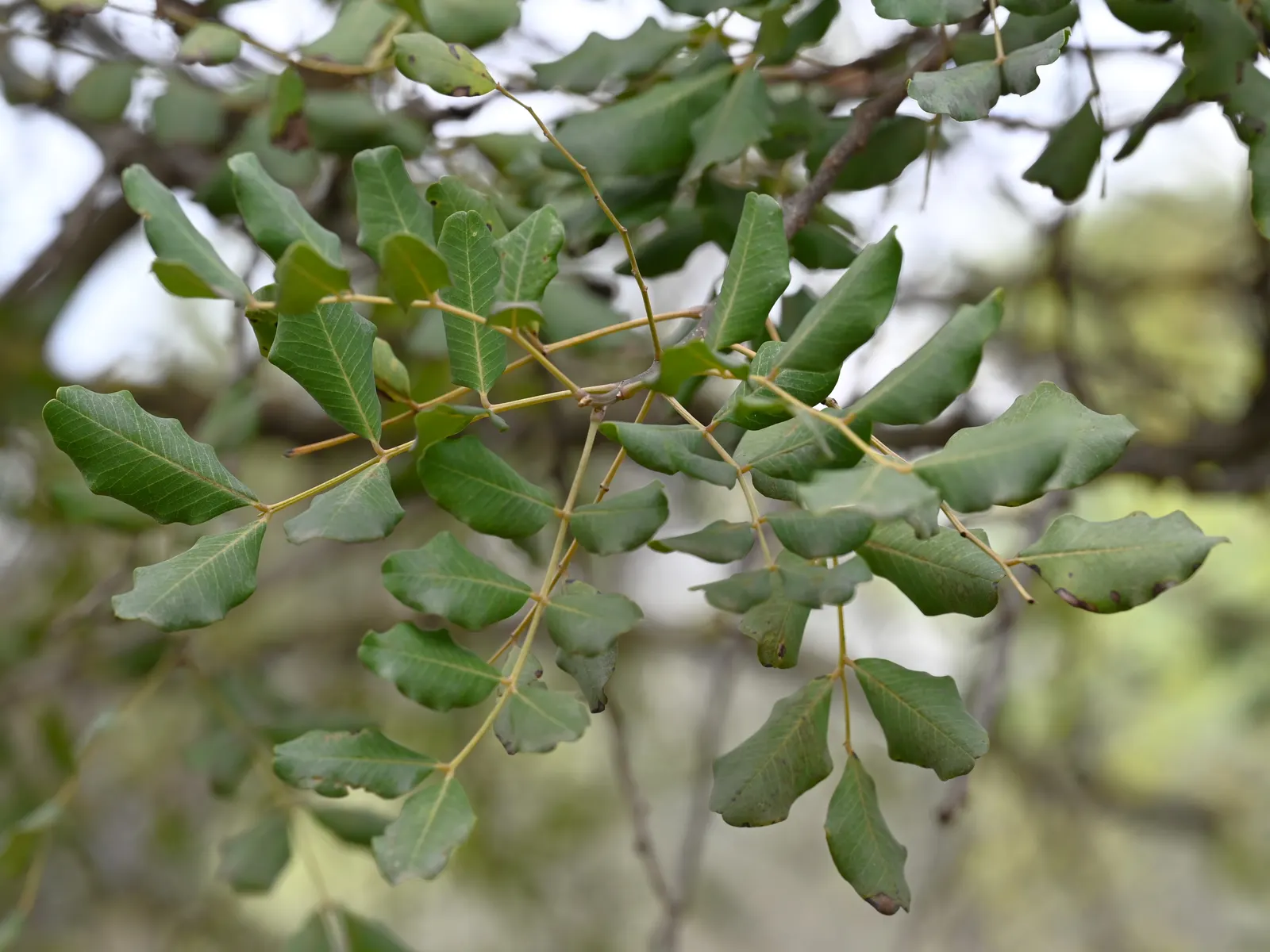 Carob Tree (Ceratonia Siliqua) — with a pH ranging from slightly acidic to alkaline; tree with red blooms