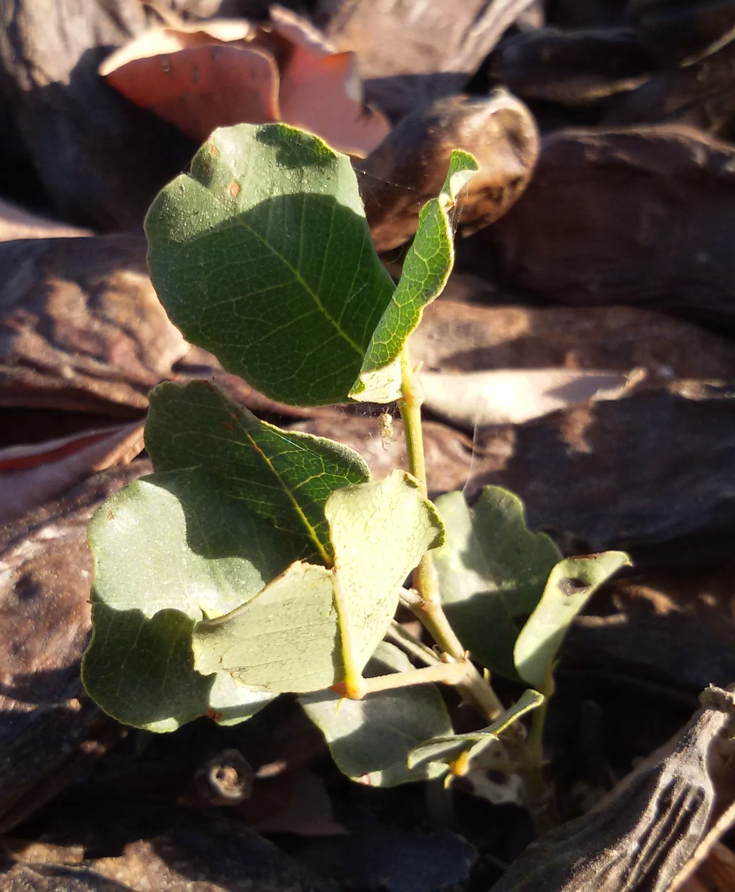Carob Tree (Ceratonia Siliqua) — Its low maintenance requirements make it an attractive option for gardeners seeking sustainable beauty; is a splendid choice