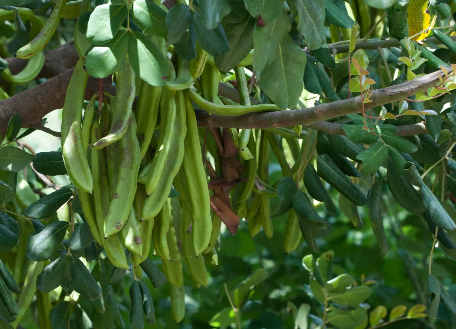 Carob Tree (Ceratonia Siliqua) — However, some monoecious varieties exist; red flowers in the garden