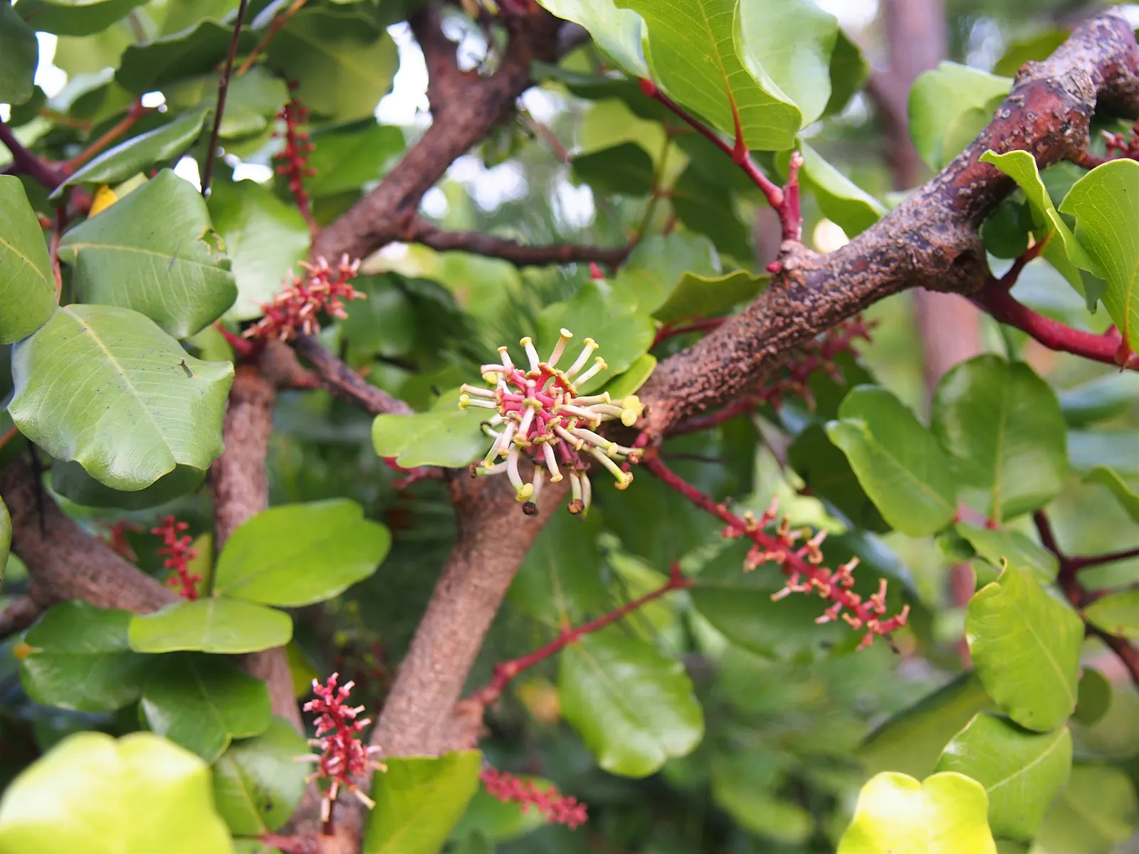 Carob Tree (Ceratonia Siliqua) — Native to the Mediterranean region; it is well-suited to large open spaces, parks, or as a distinctive street tree, image 73