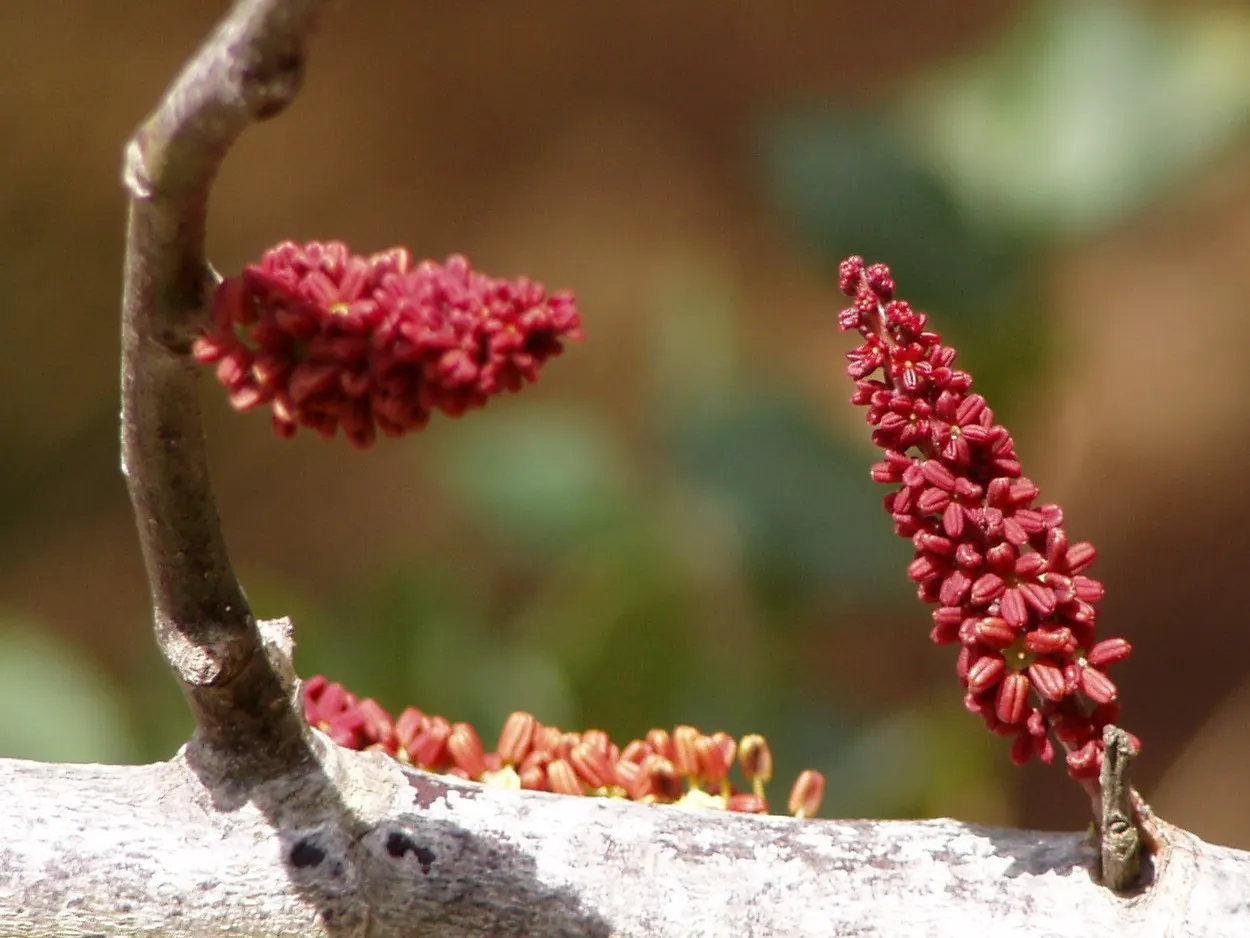 Carob Tree (Ceratonia Siliqua) — offering dense shade and an attractive; making it an ecologically supportive specimen.<br><br>In terms of, image 68