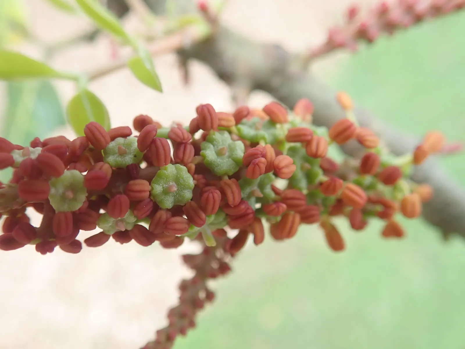 Carob Tree (Ceratonia Siliqua) — the Carob Tree is also renowned for its lengthy; earthy flavor profile.<br><br>Dispensing fragrant
