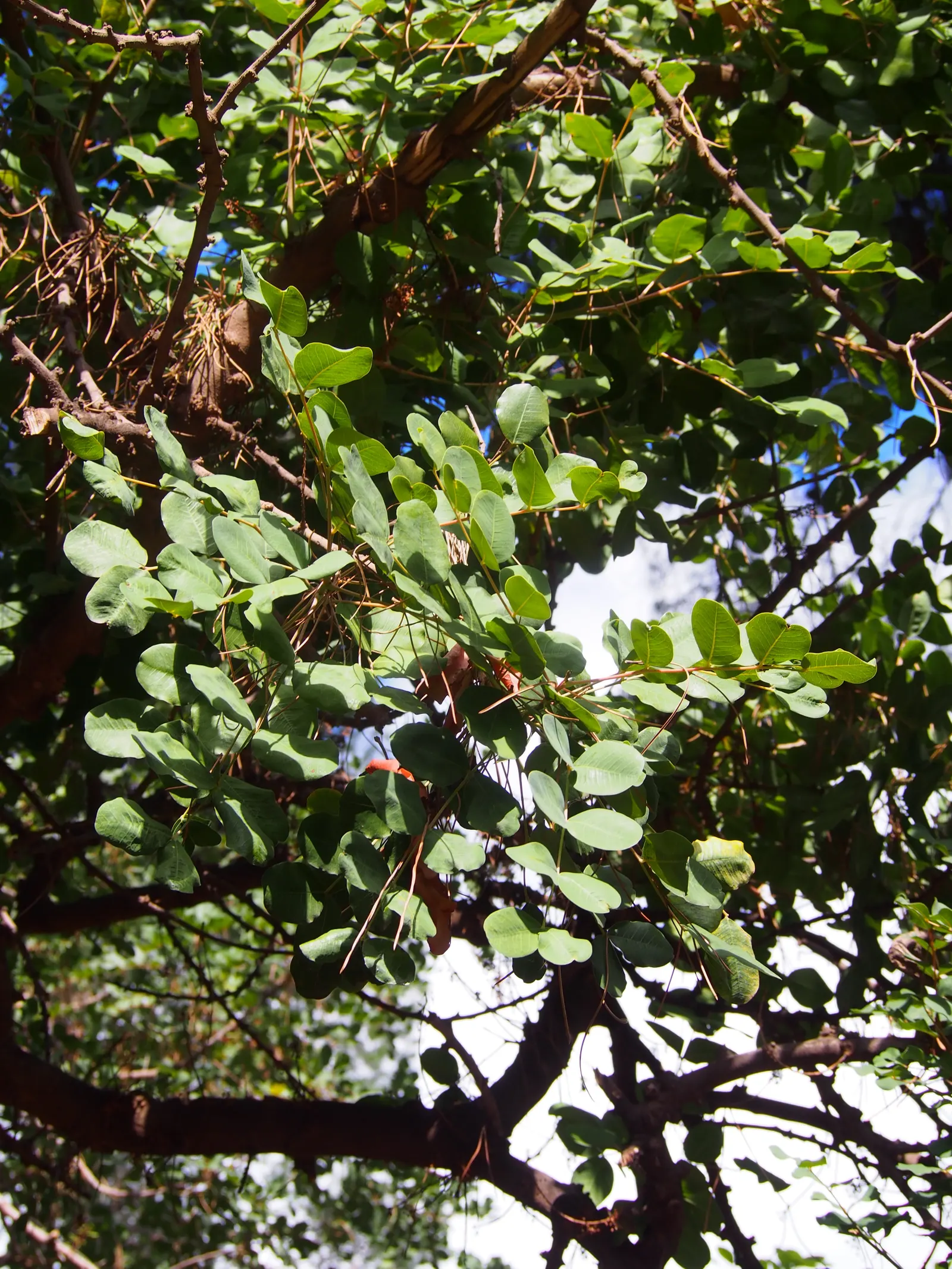 Carob Tree (Ceratonia Siliqua) — Native to the Mediterranean region; it is well-suited to large open spaces, parks, or as a distinctive street tree