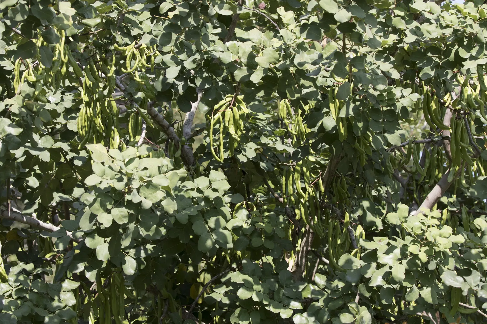 Carob Tree (Ceratonia Siliqua) — hailed for its resilience and ornamental qualities; with a pH ranging from slightly acidic to alkaline