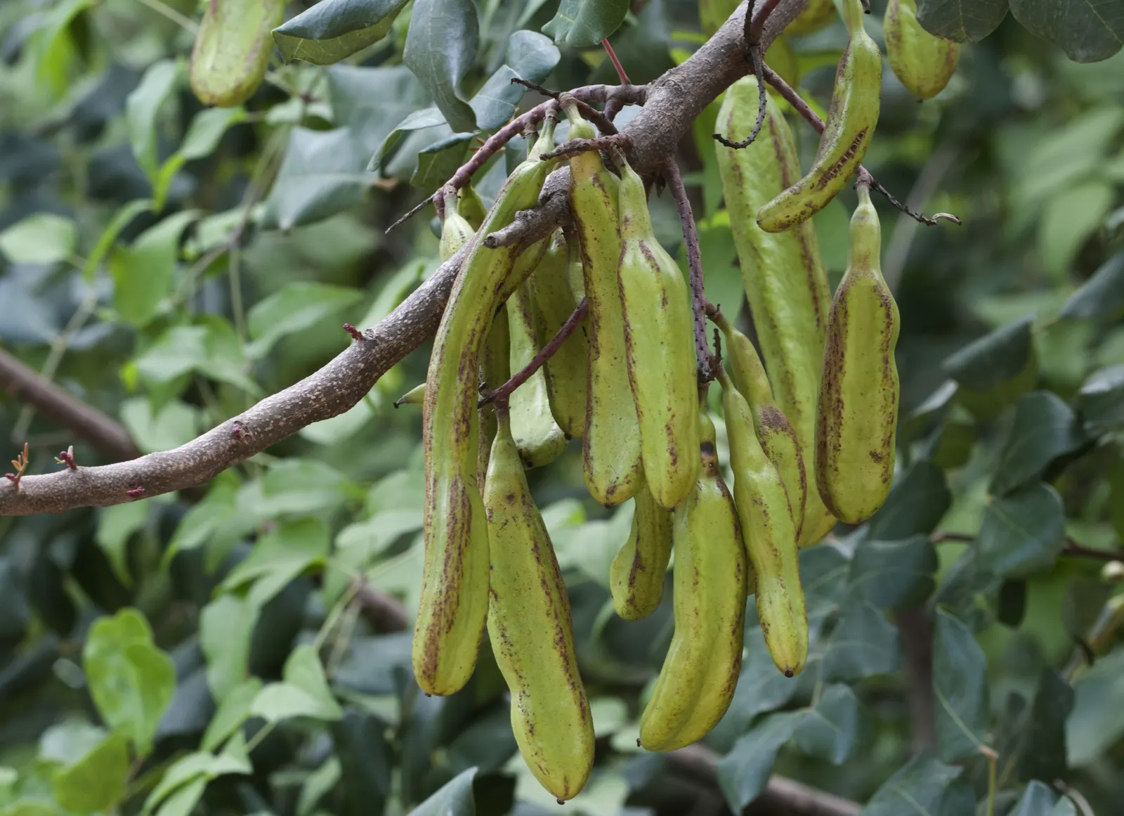 Carob Tree (Ceratonia Siliqua) — requiring both male and female trees for pod production; however, some monoecious varieties exist