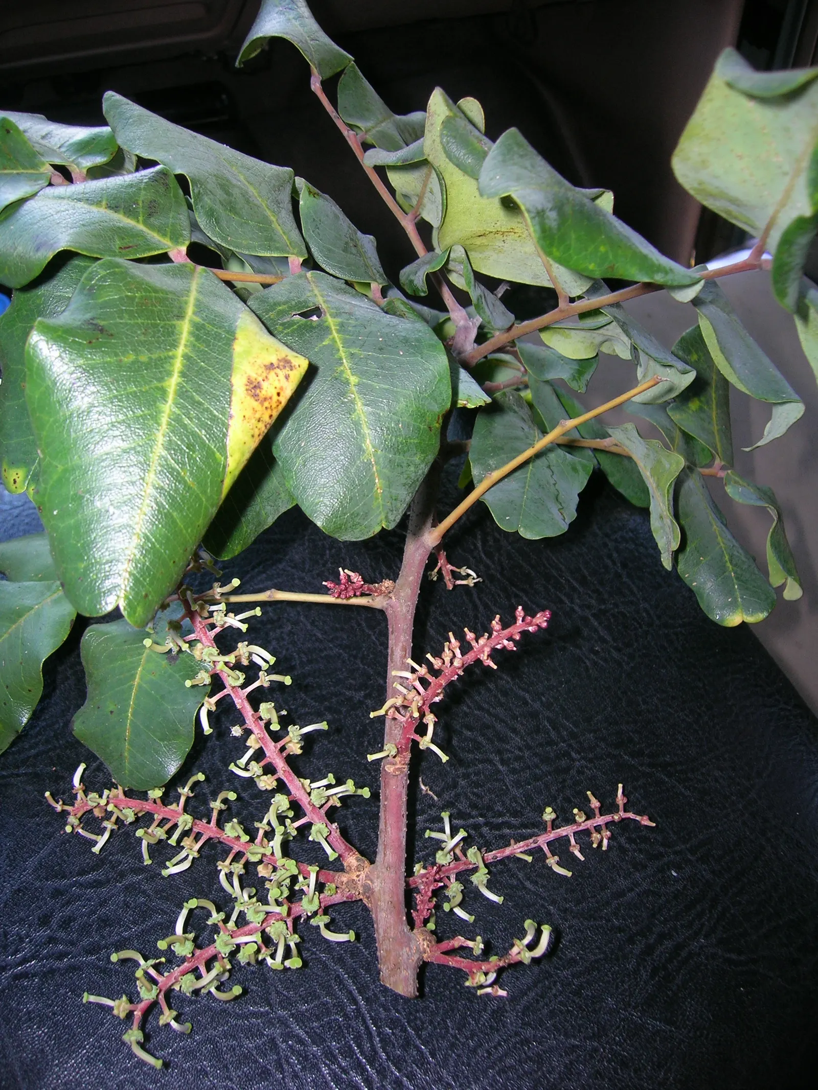 Carob Tree (Ceratonia Siliqua) — offering year-round visual interest