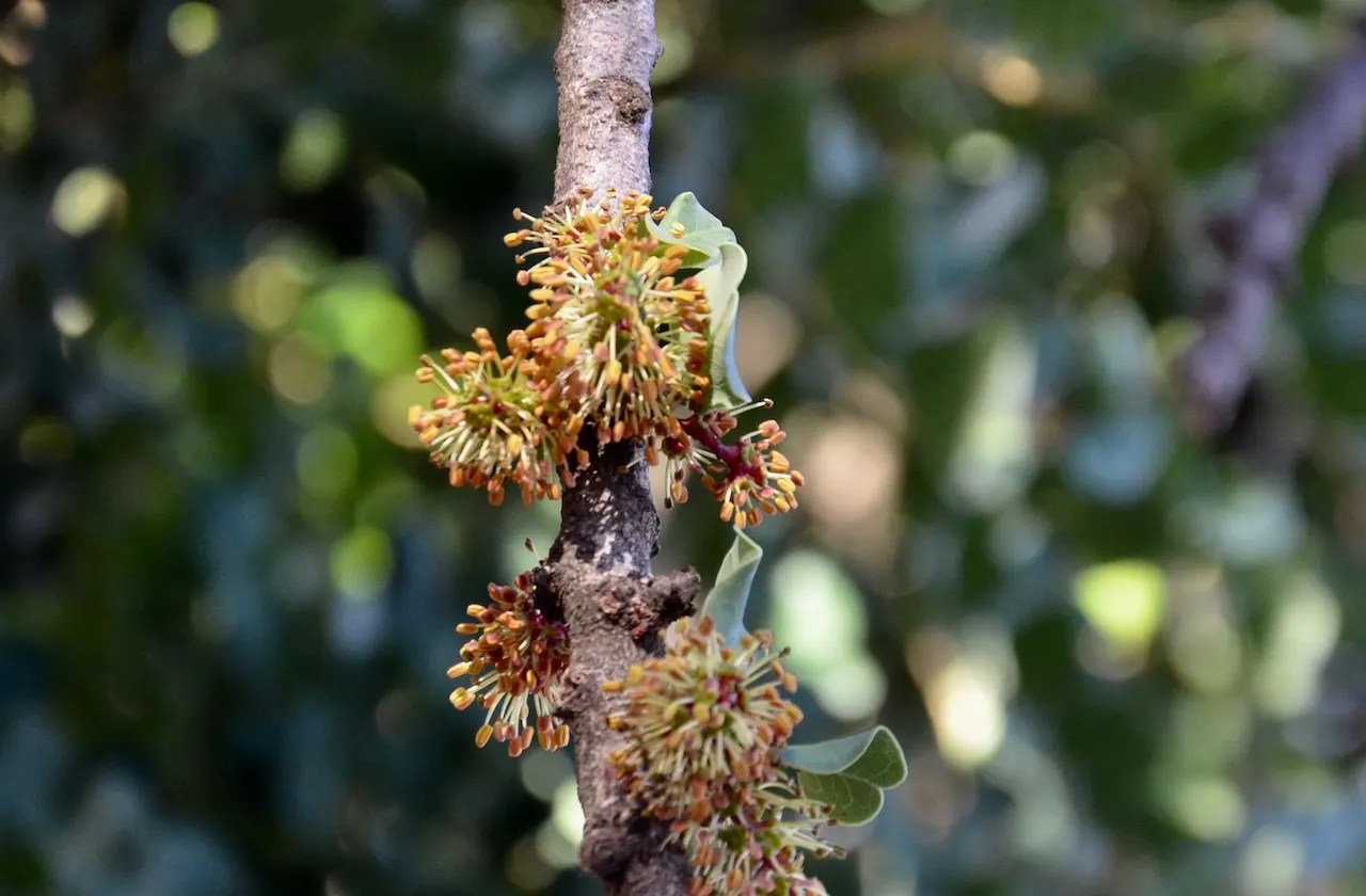 Carob Tree (Ceratonia Siliqua) — hence it's an ideal choice for xeriscaping.<br><br>Recognized by its compound