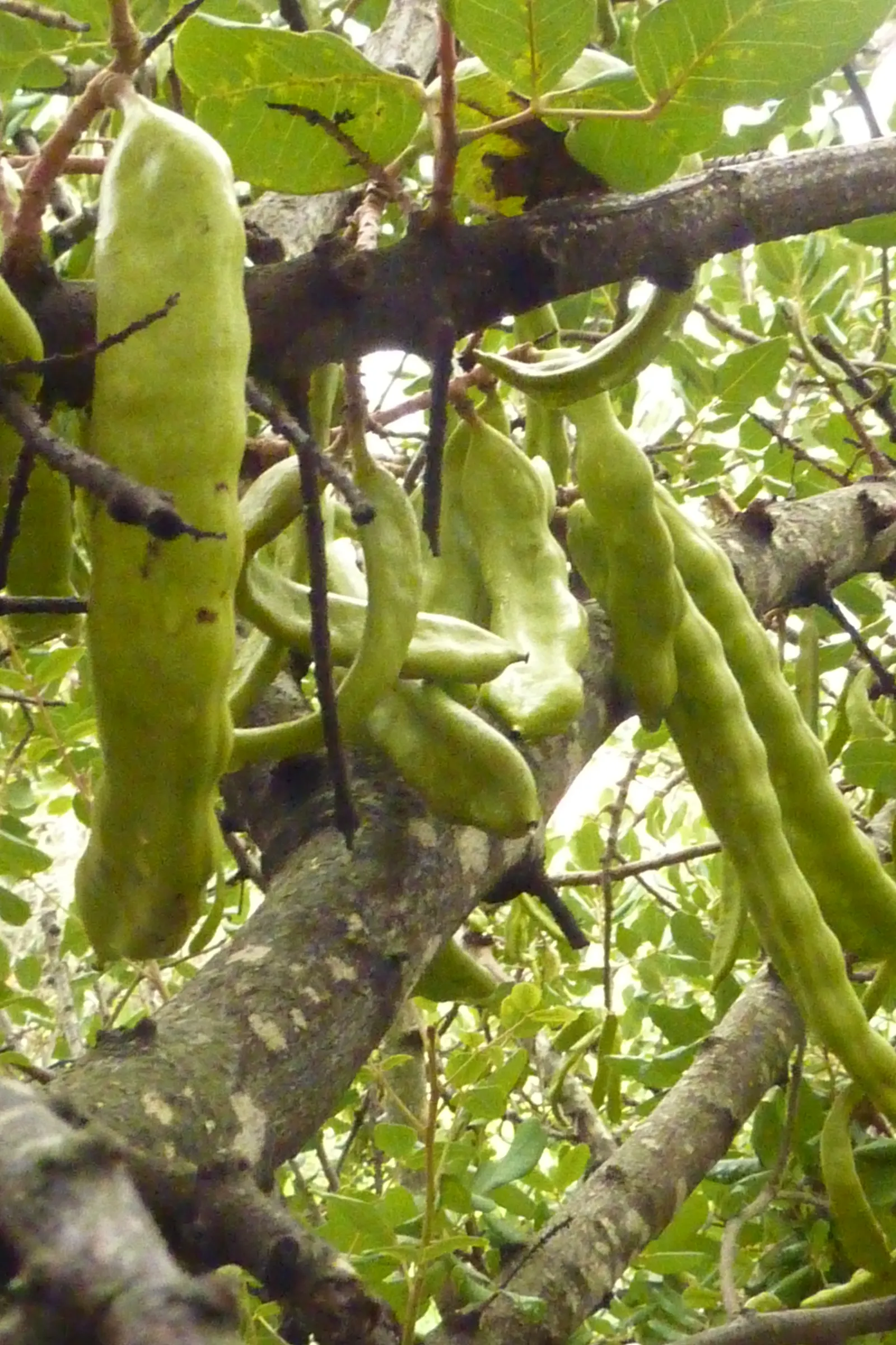 Carob Tree (Ceratonia Siliqua) — Glossy, compound leaves and edible, chocolate-flavored pods characterize this low-maintenance tree; these sweet-tasting pods