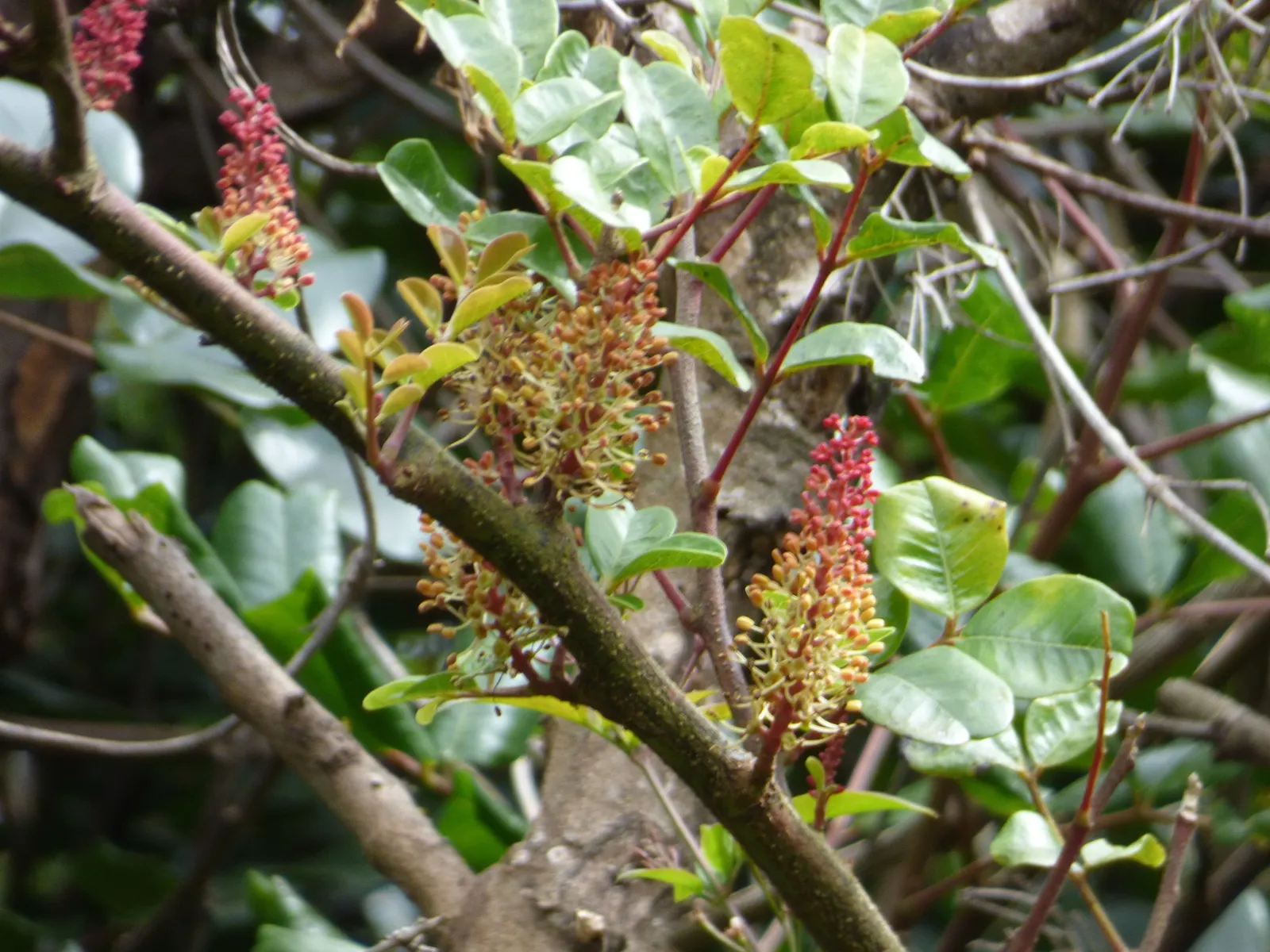Carob Tree (Ceratonia Siliqua) — Its low maintenance requirements make it an attractive option for gardeners seeking sustainable beauty