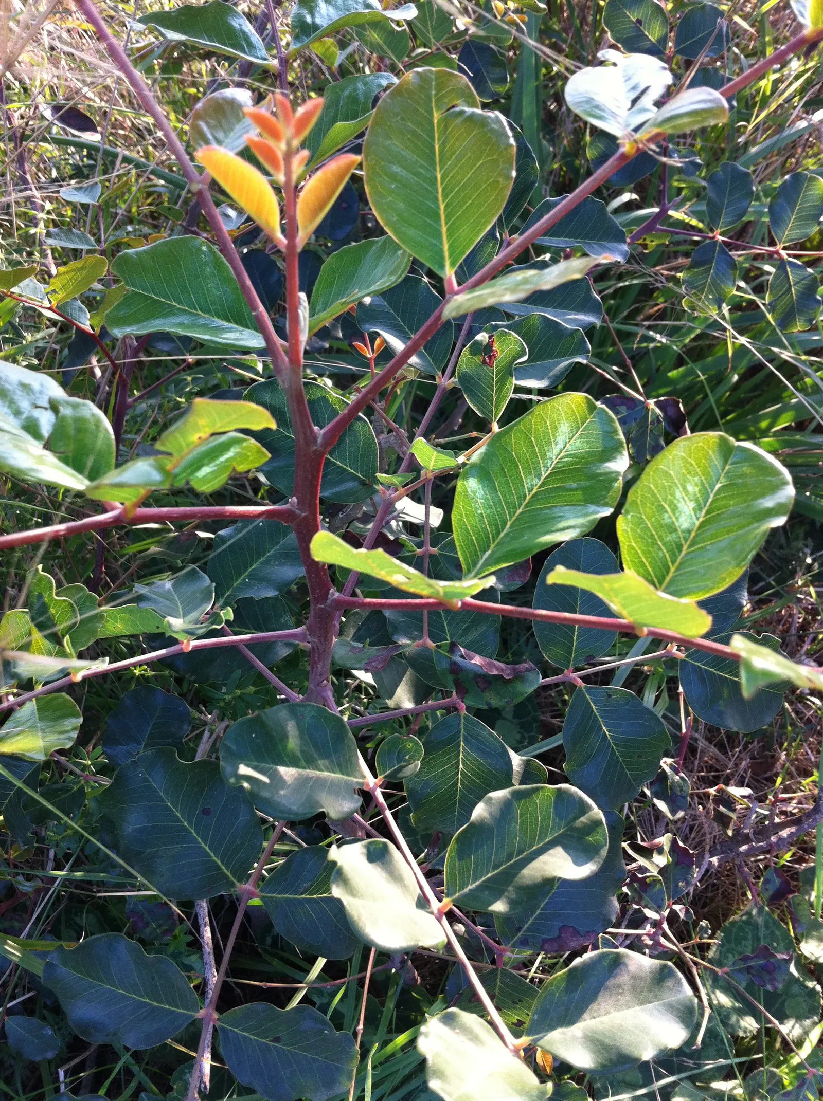 Carob Tree (Ceratonia Siliqua) — tree for full or half