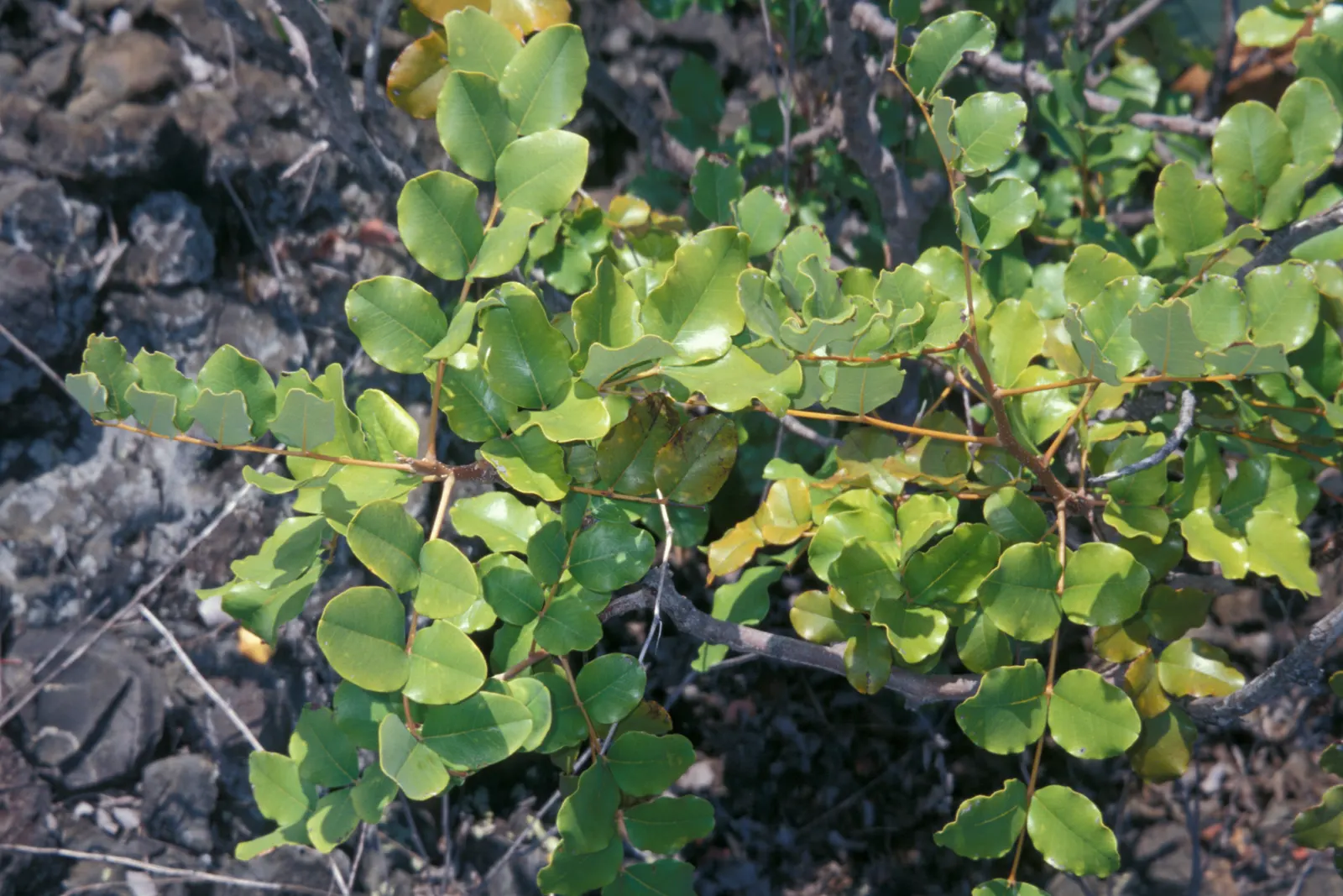 Carob Tree (Ceratonia Siliqua) — making it an ecologically supportive specimen.<br><br>In terms of landscape design