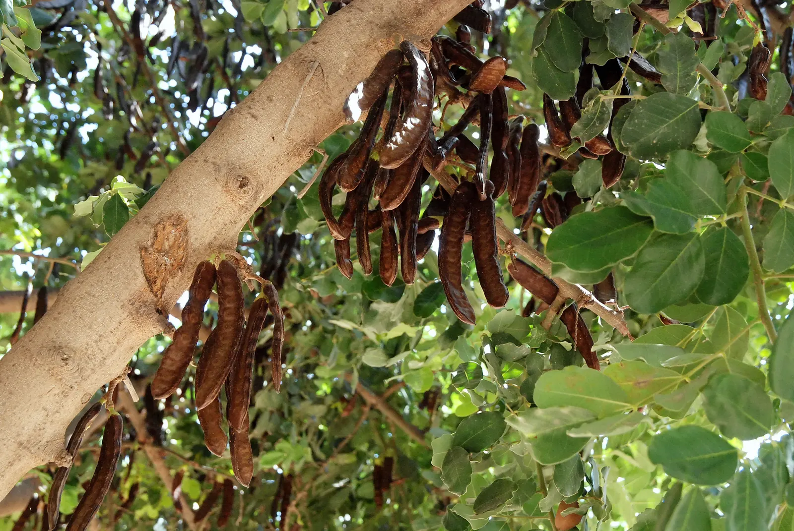 Carob Tree (Ceratonia Siliqua) — The Carob Tree (Ceratonia siliqua), a robust evergreen, reaches heights of 30-50 feet; offering dense shade and an attractive